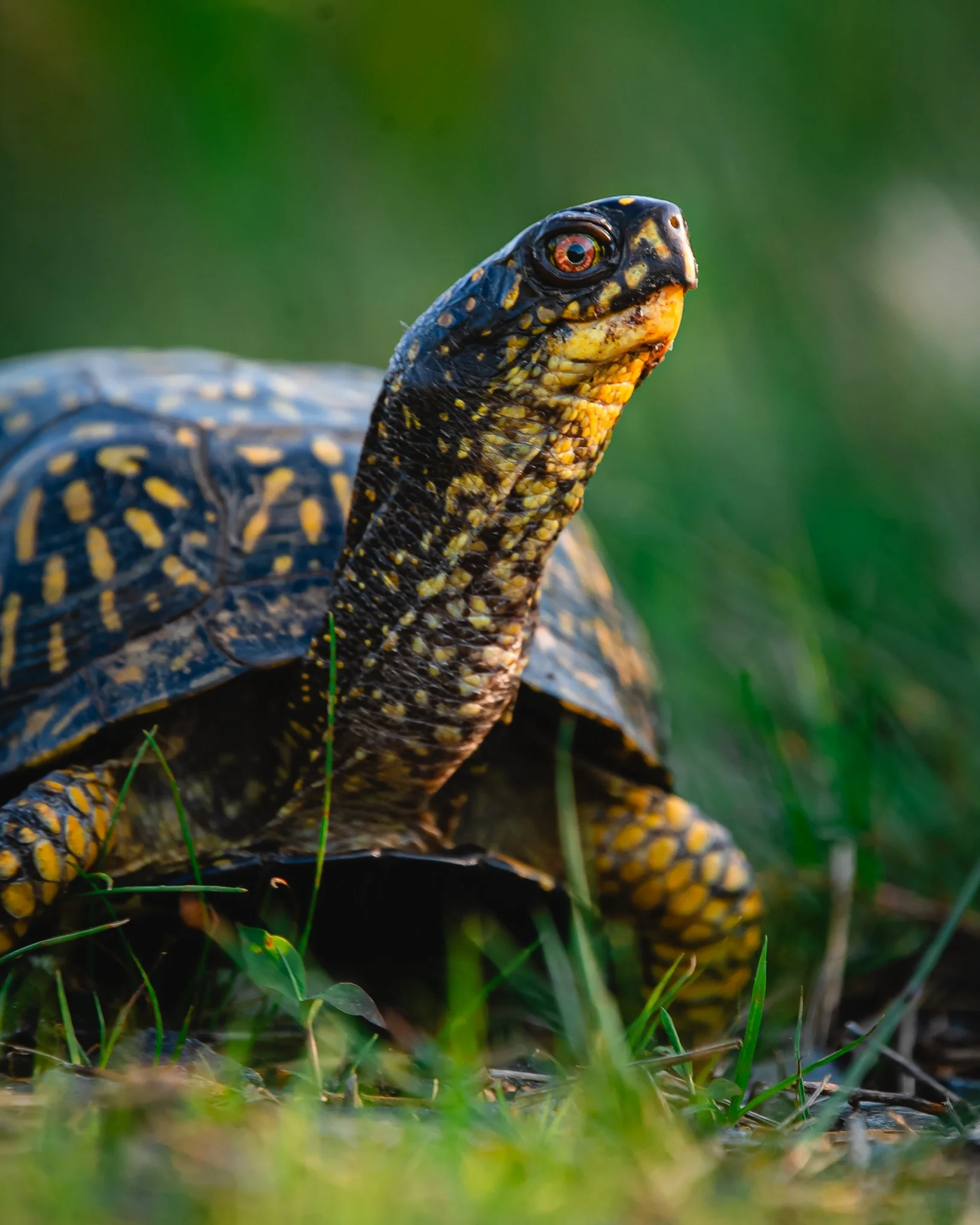 eastern box turtle.jpg