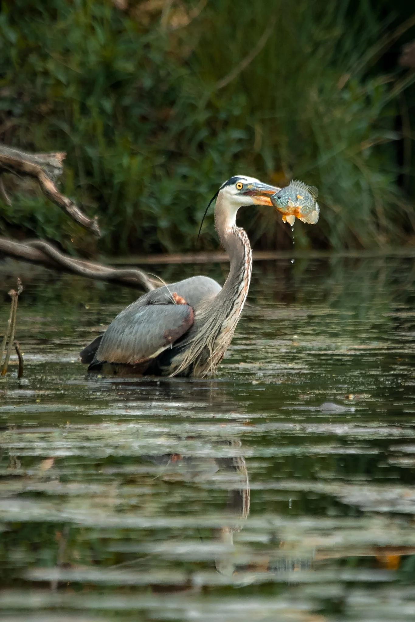 great blue heron-3.jpg