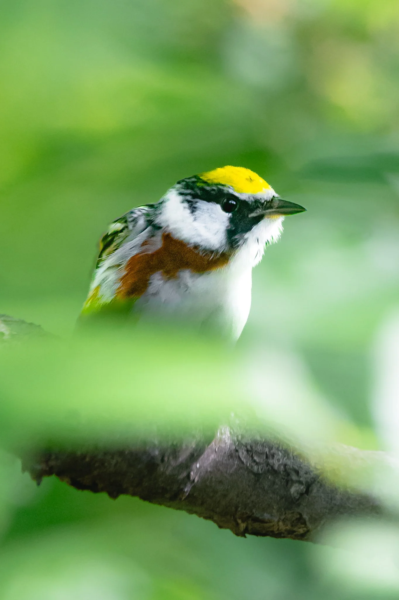 chestnut-sided warbler.jpg