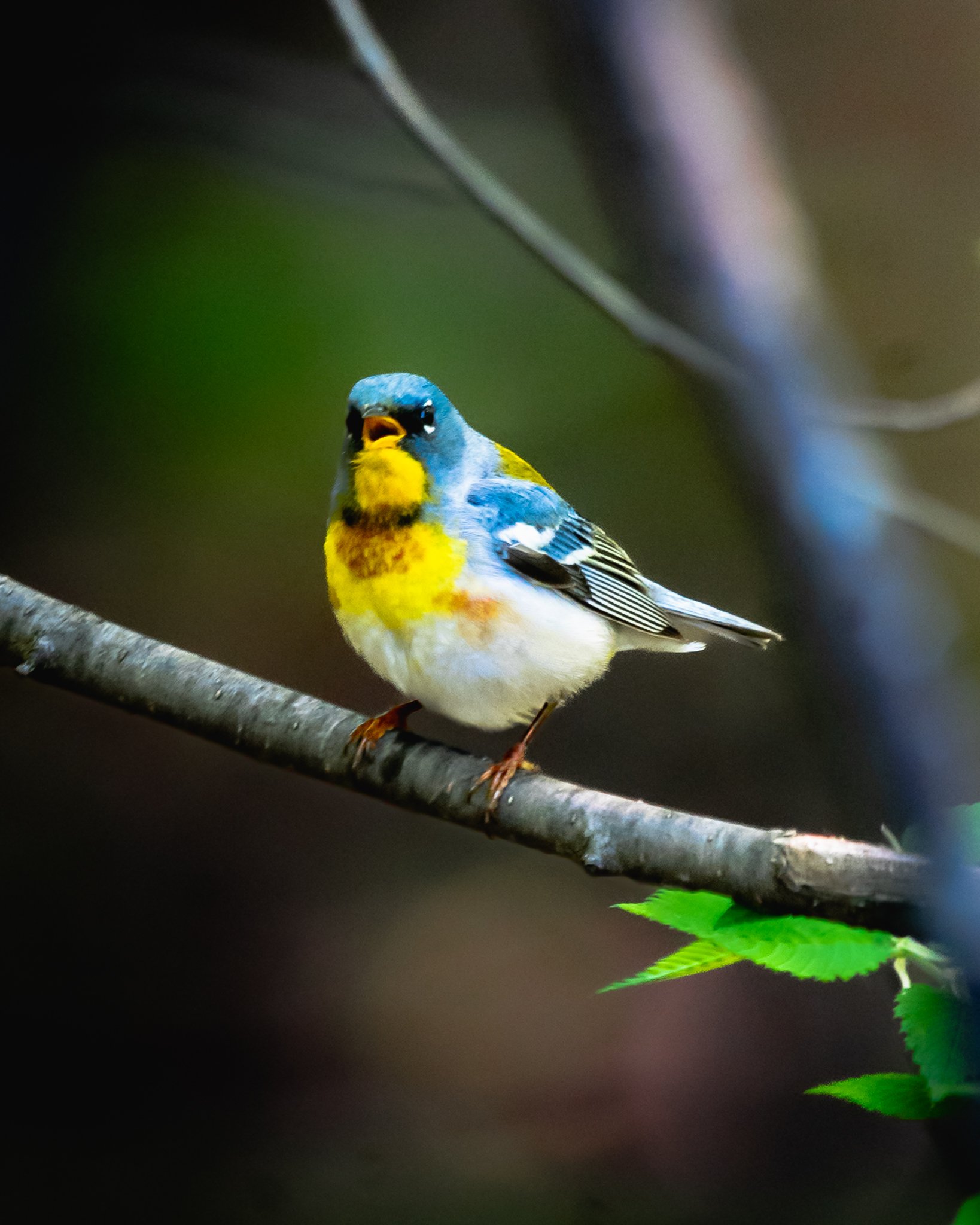 northern parula.jpg