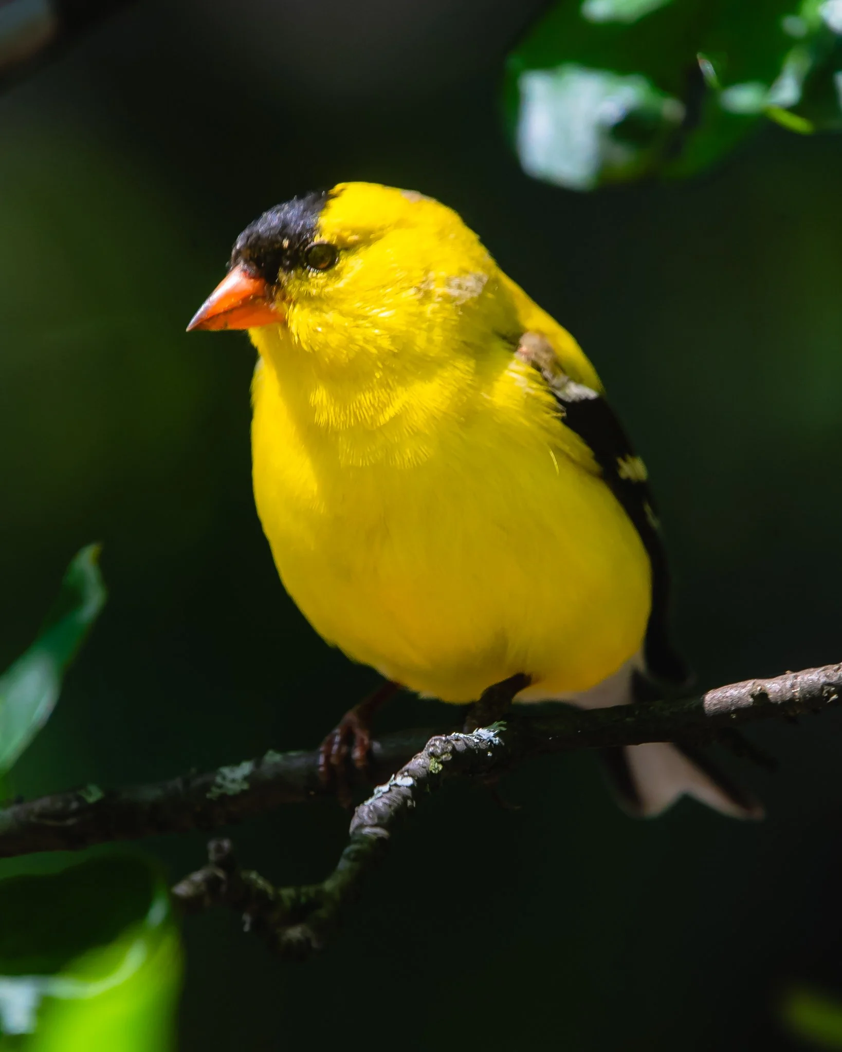 american goldfinch.jpg