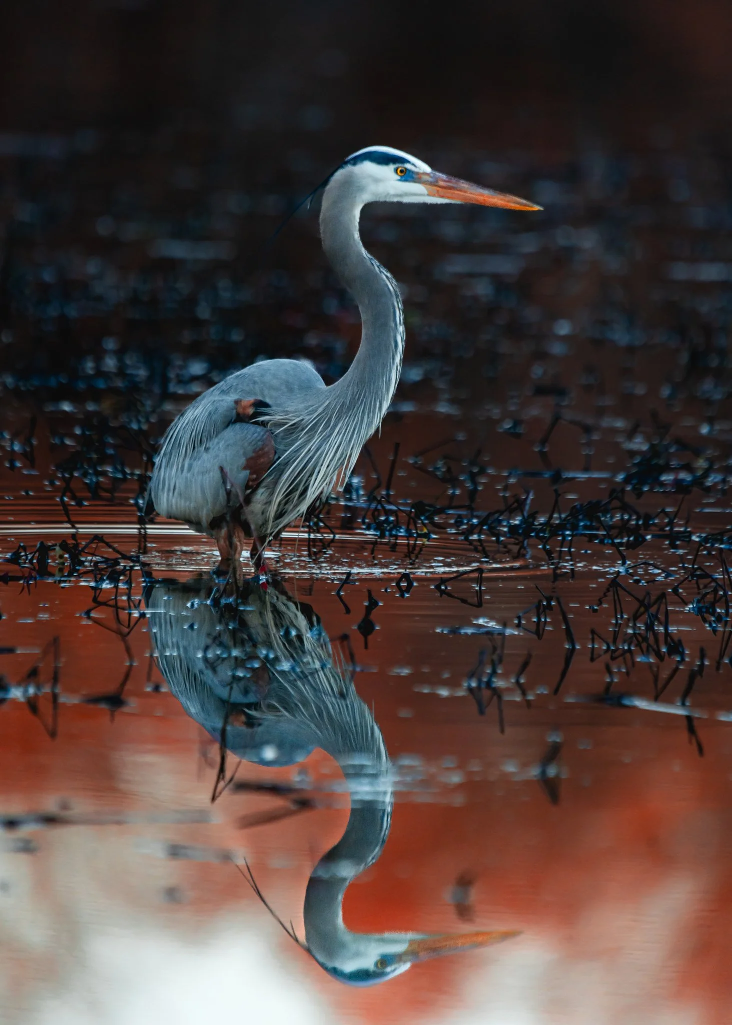 great blue heron.jpg