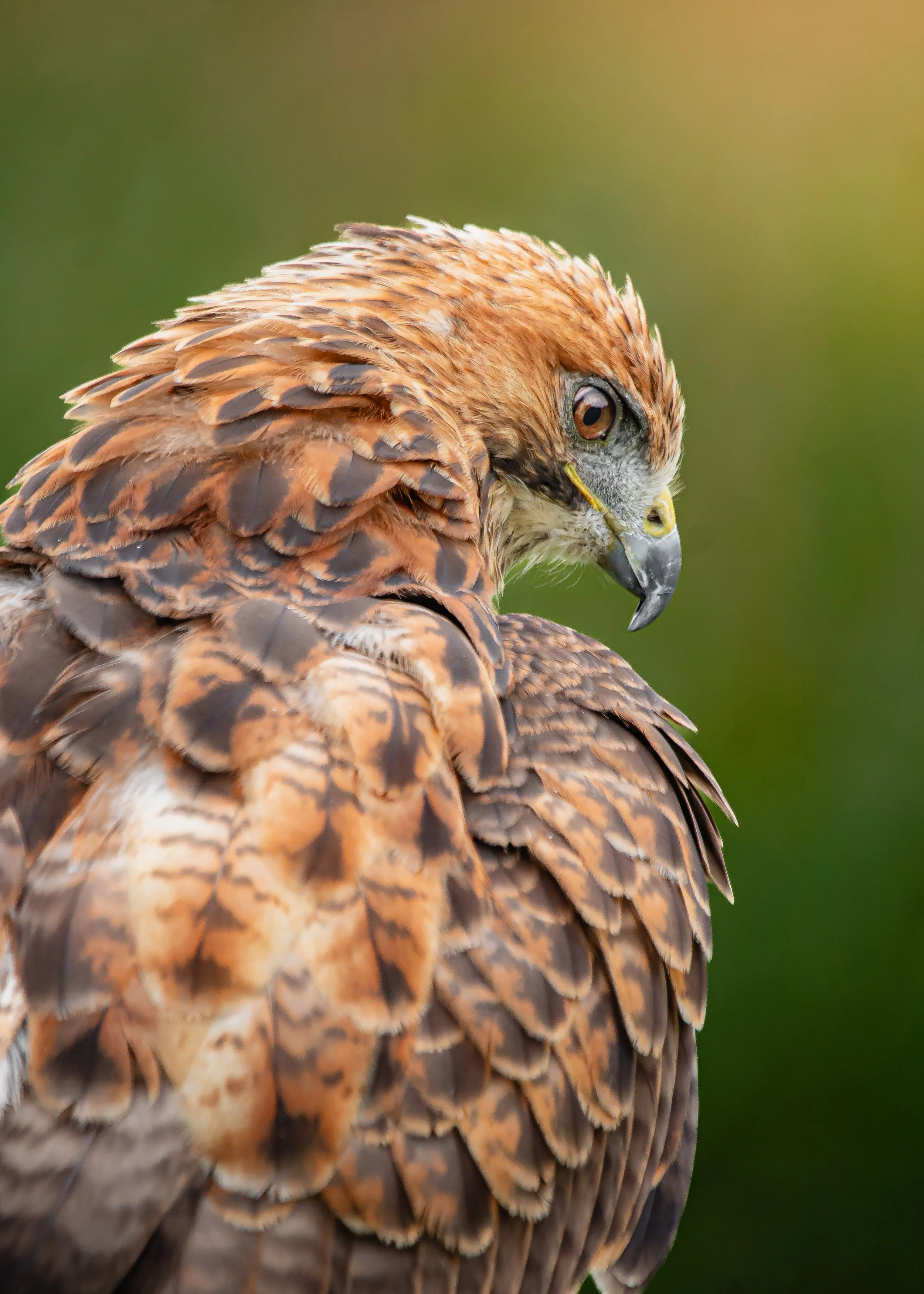 red-tailed hawk-2.jpg