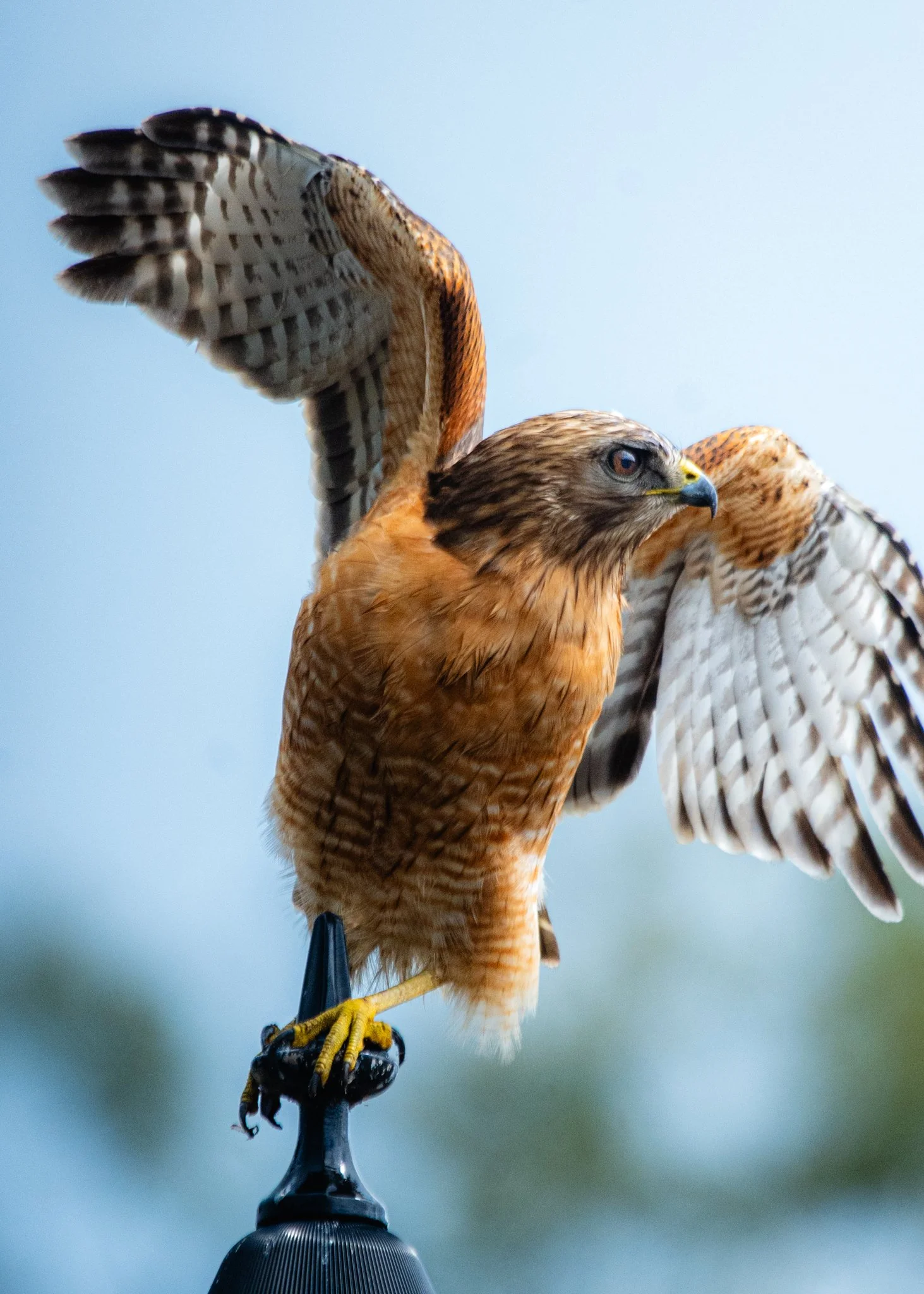 red-tailed hawk.jpg