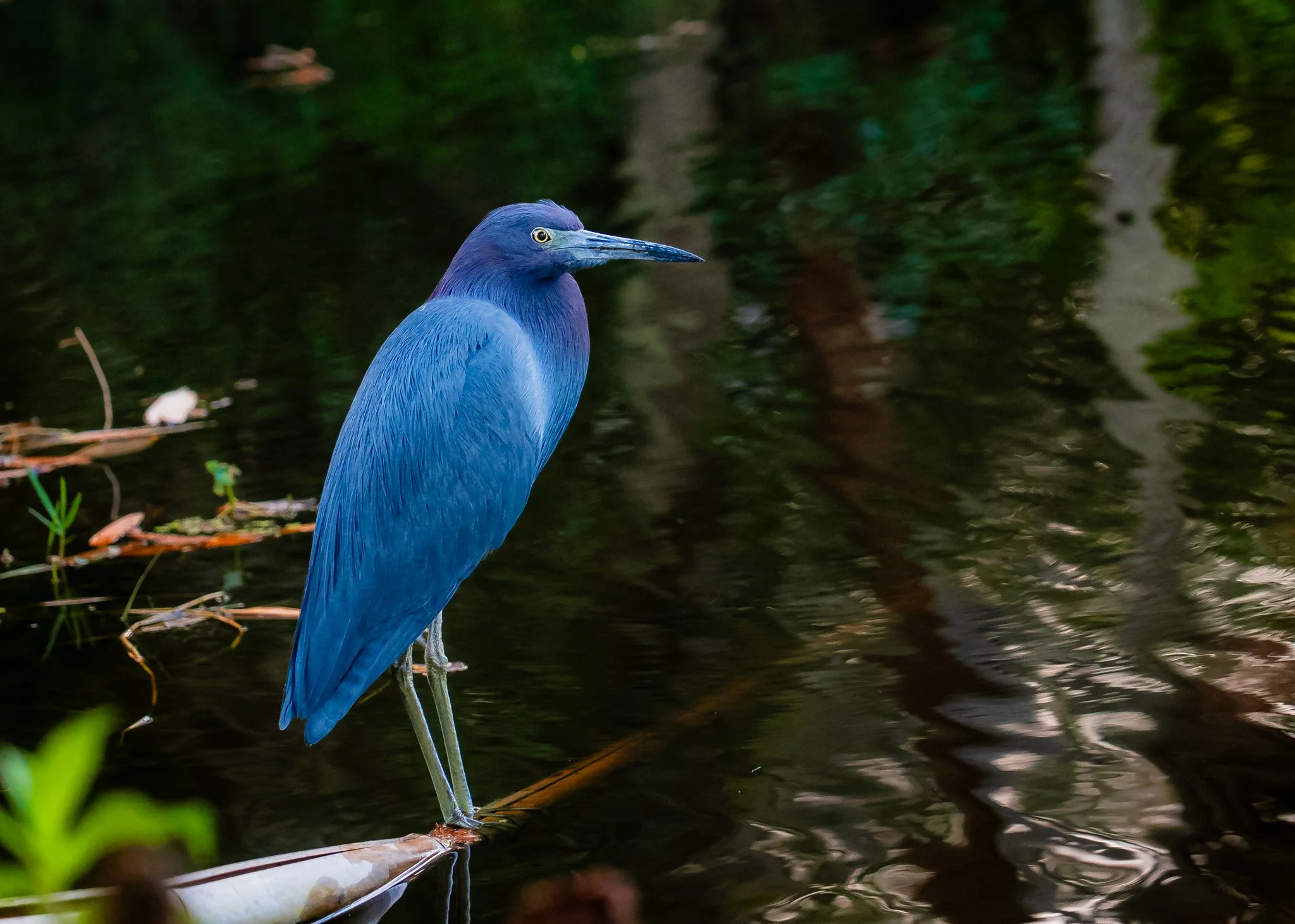 little blue heron.jpg