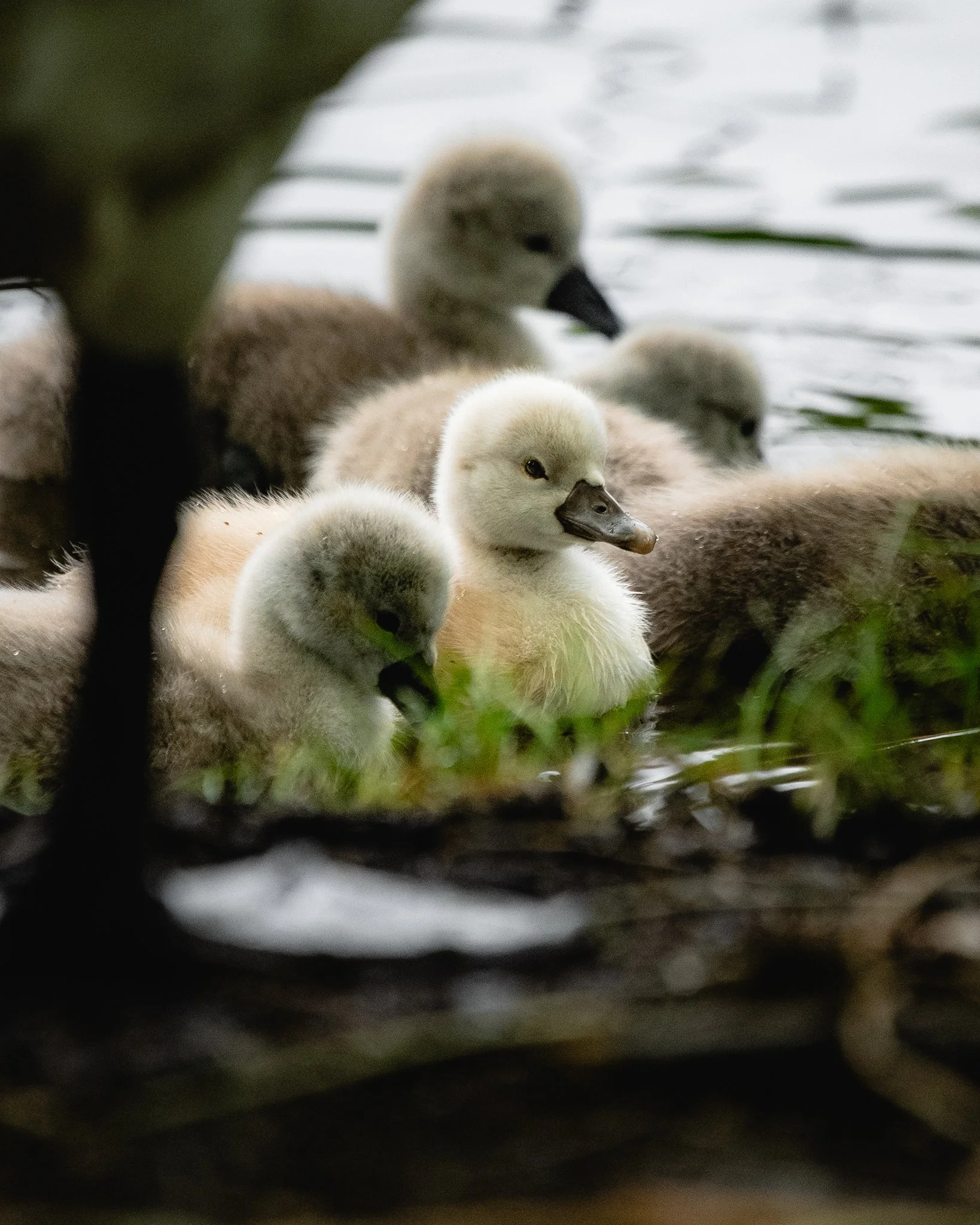 mute swan cygnet.jpg