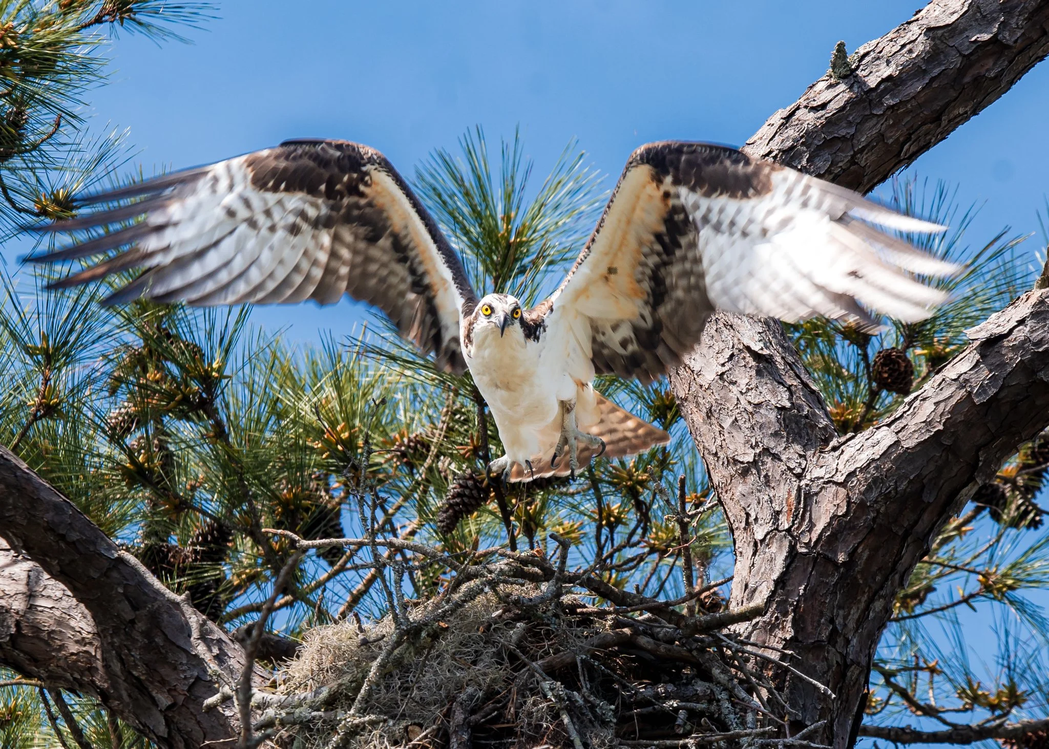 osprey.jpg