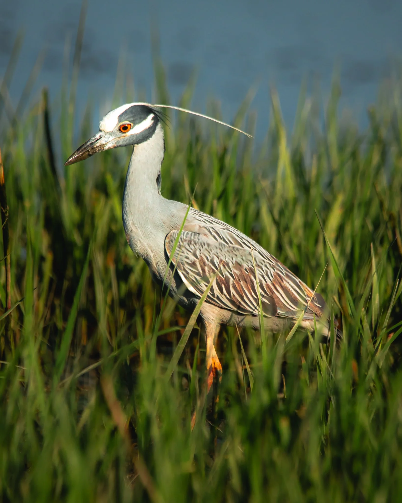 yellow-crowned night heron.jpg