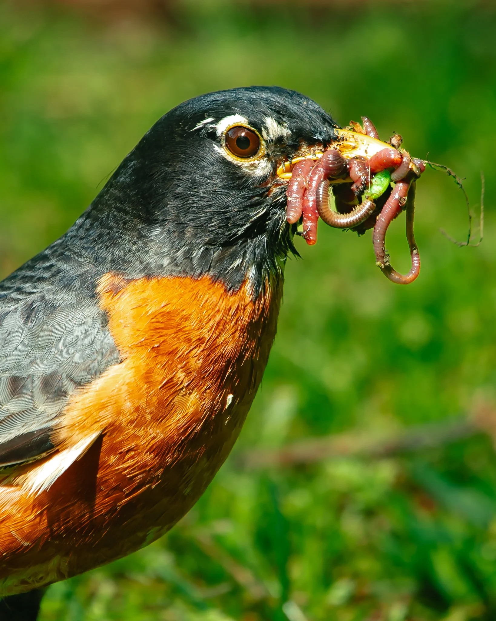 american robin.jpg