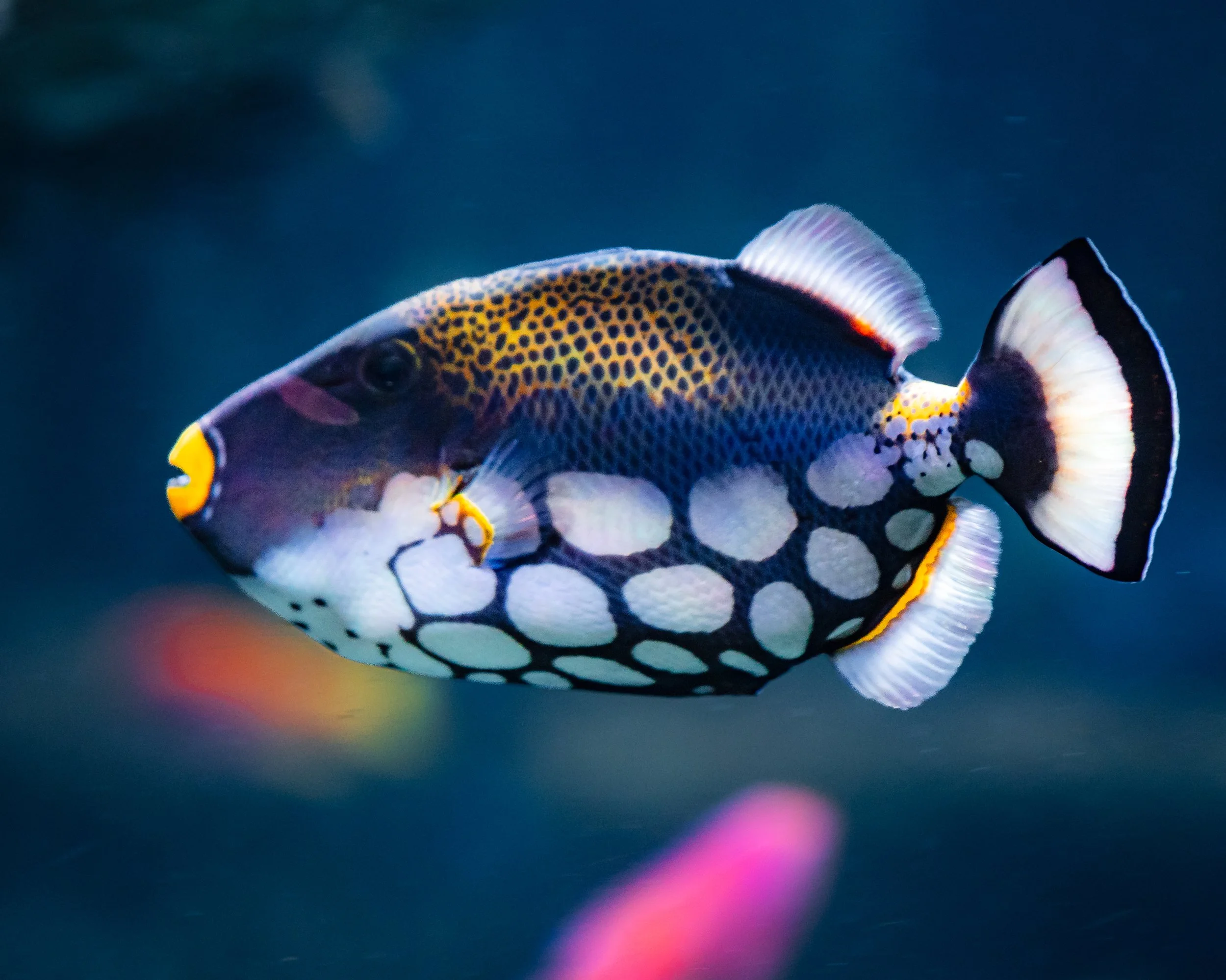 clown triggerfish.jpg
