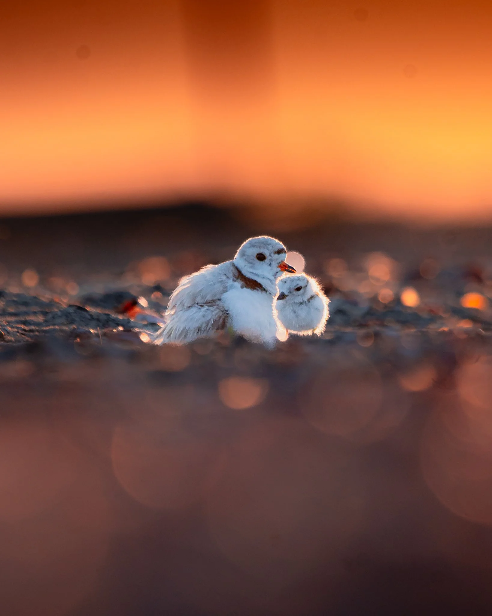 Precarity: Piping Plovers at Sunrise