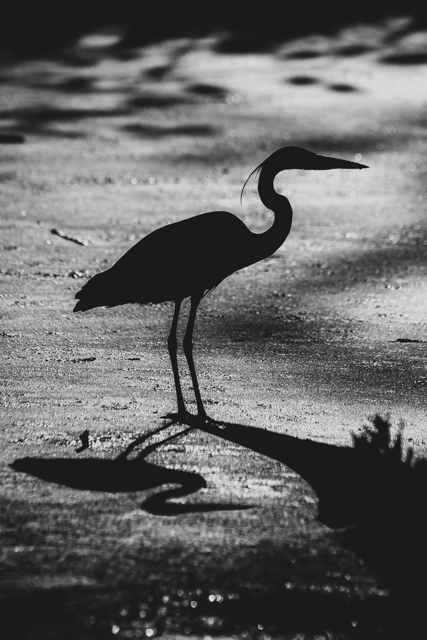 great blue heron-5.jpg