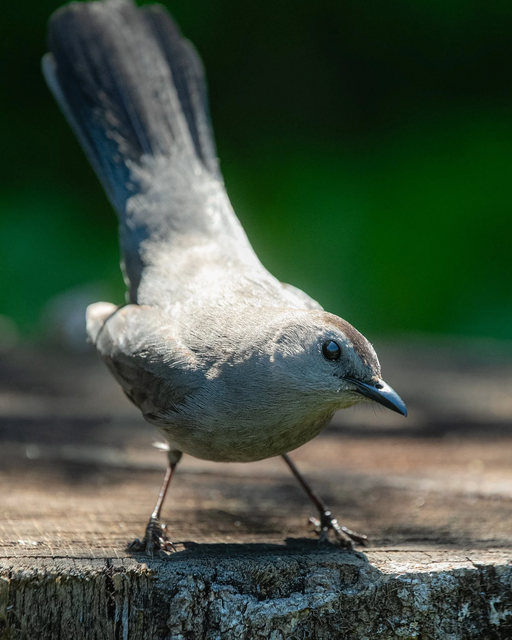 gray catbird.jpg