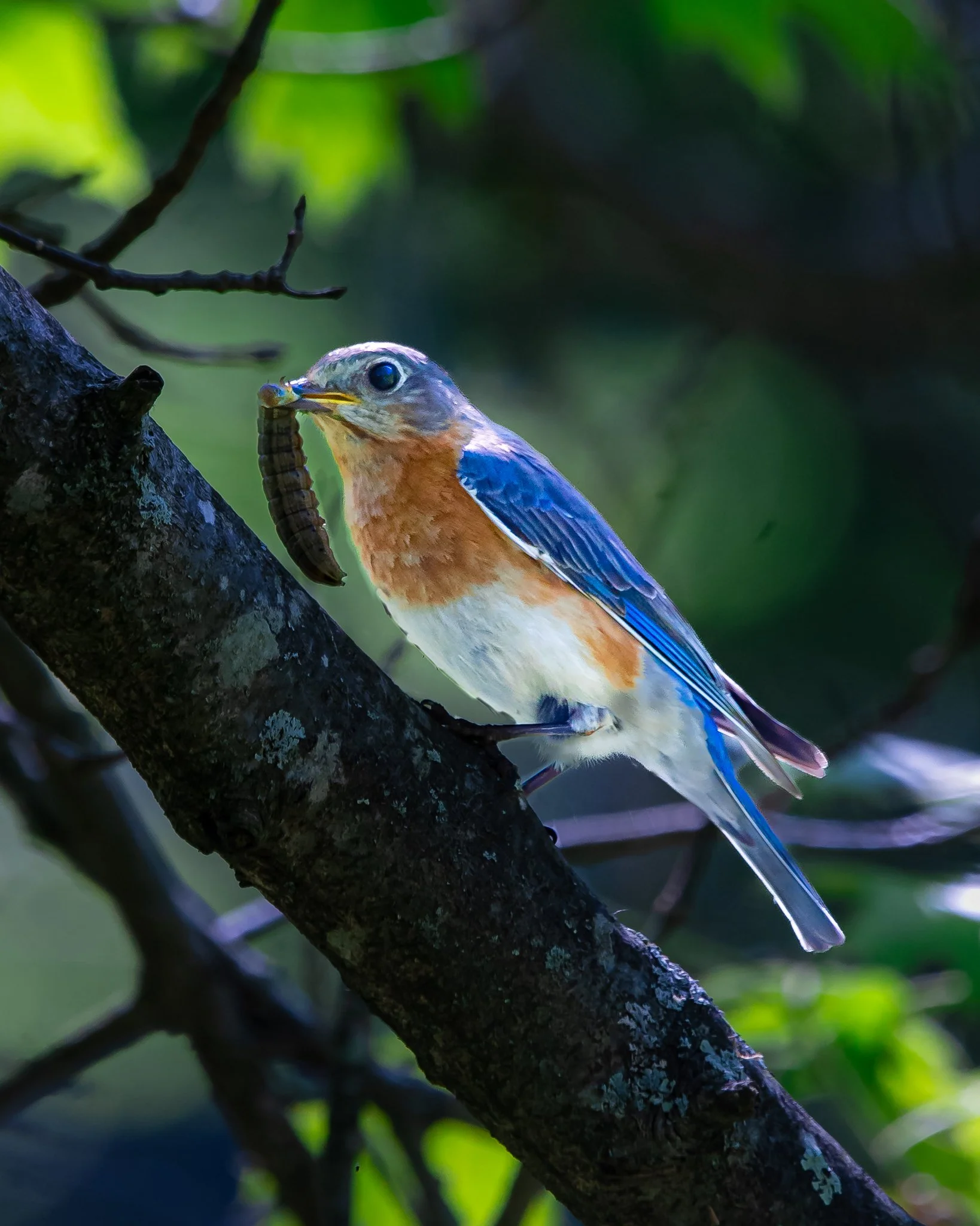 eastern bluebird.jpg