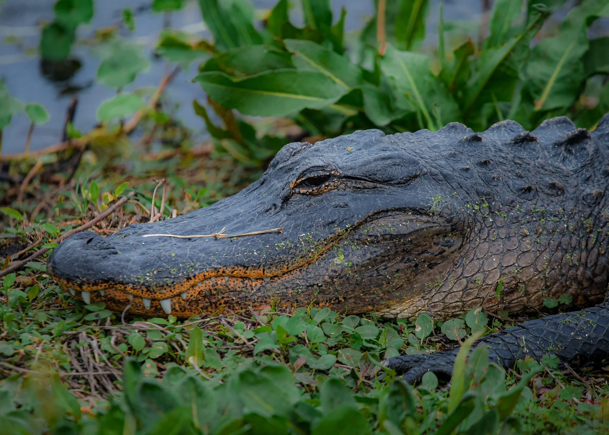 american alligator-2.jpg