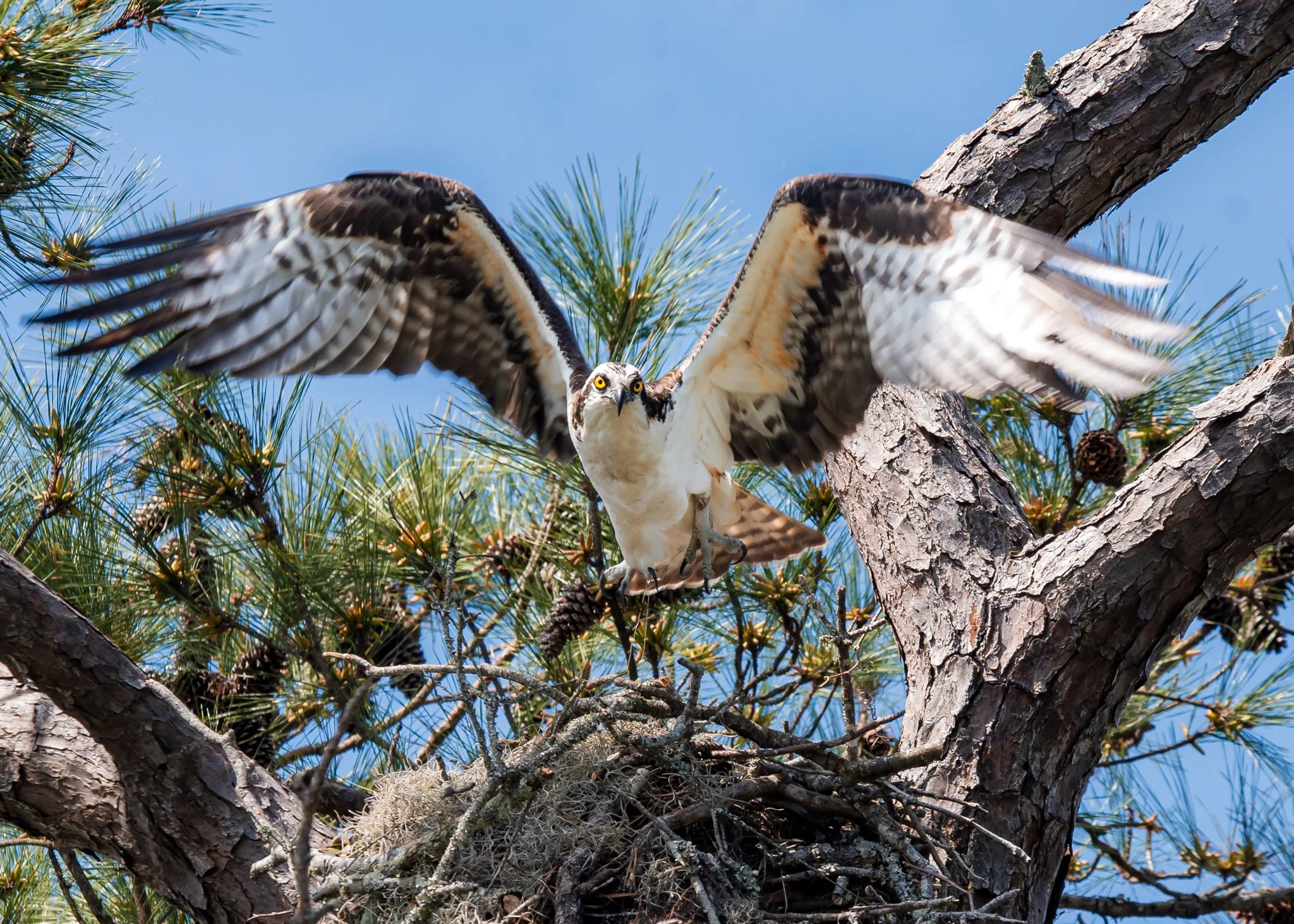 airlie gardens - osrpey.jpg