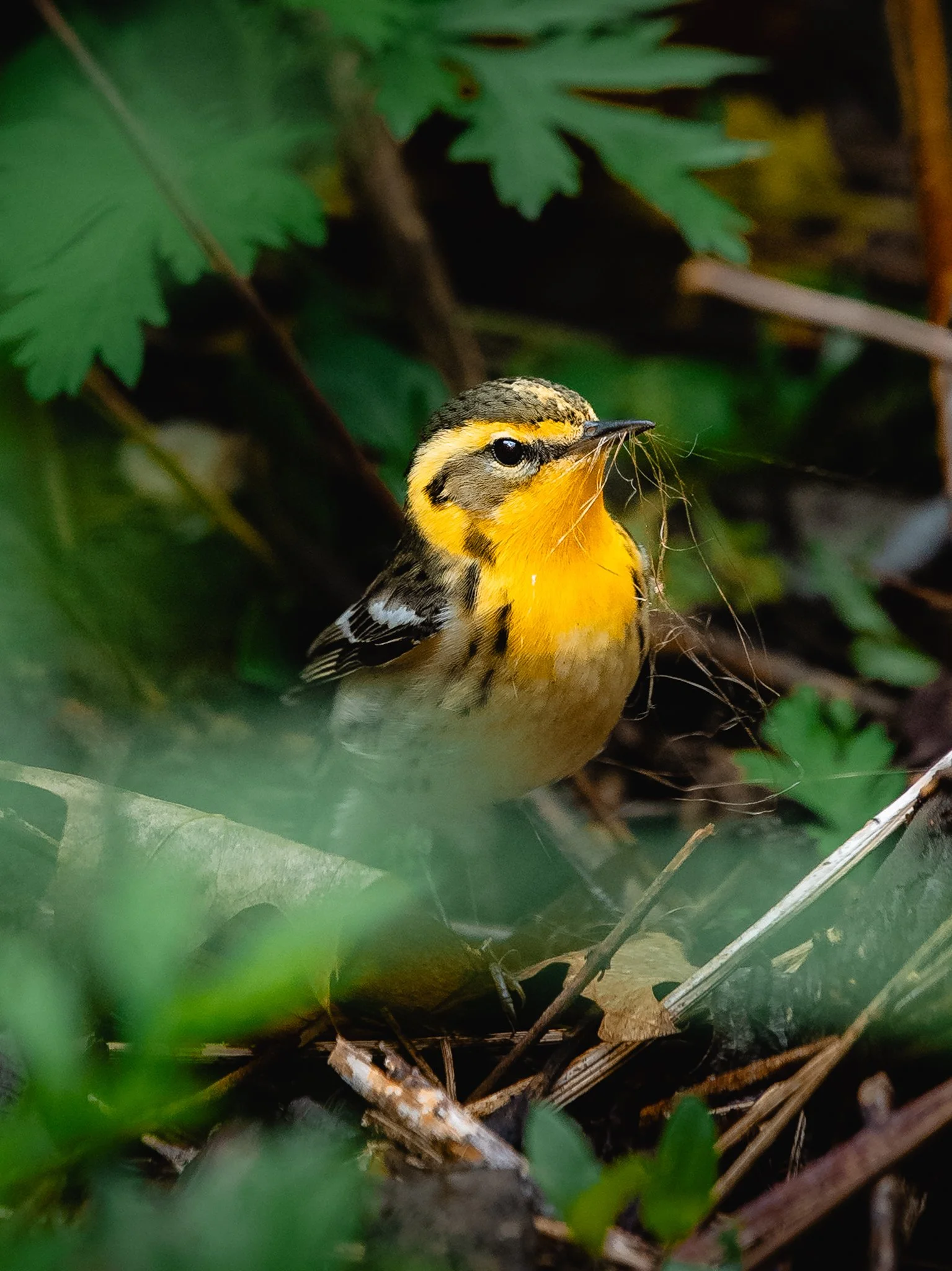 blackburnian warbler.jpg
