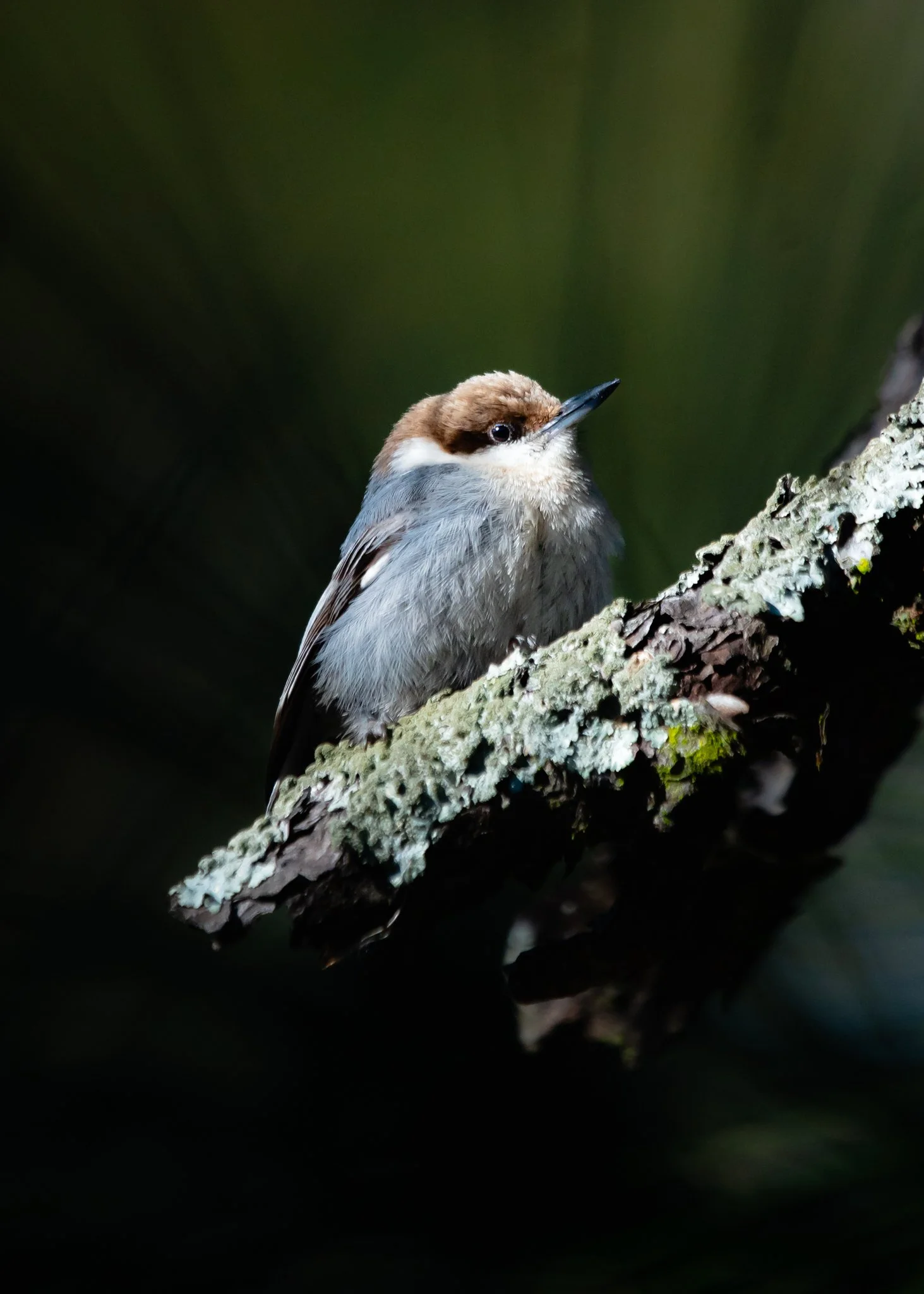 greenfield park - brown headed nuthatch.jpg