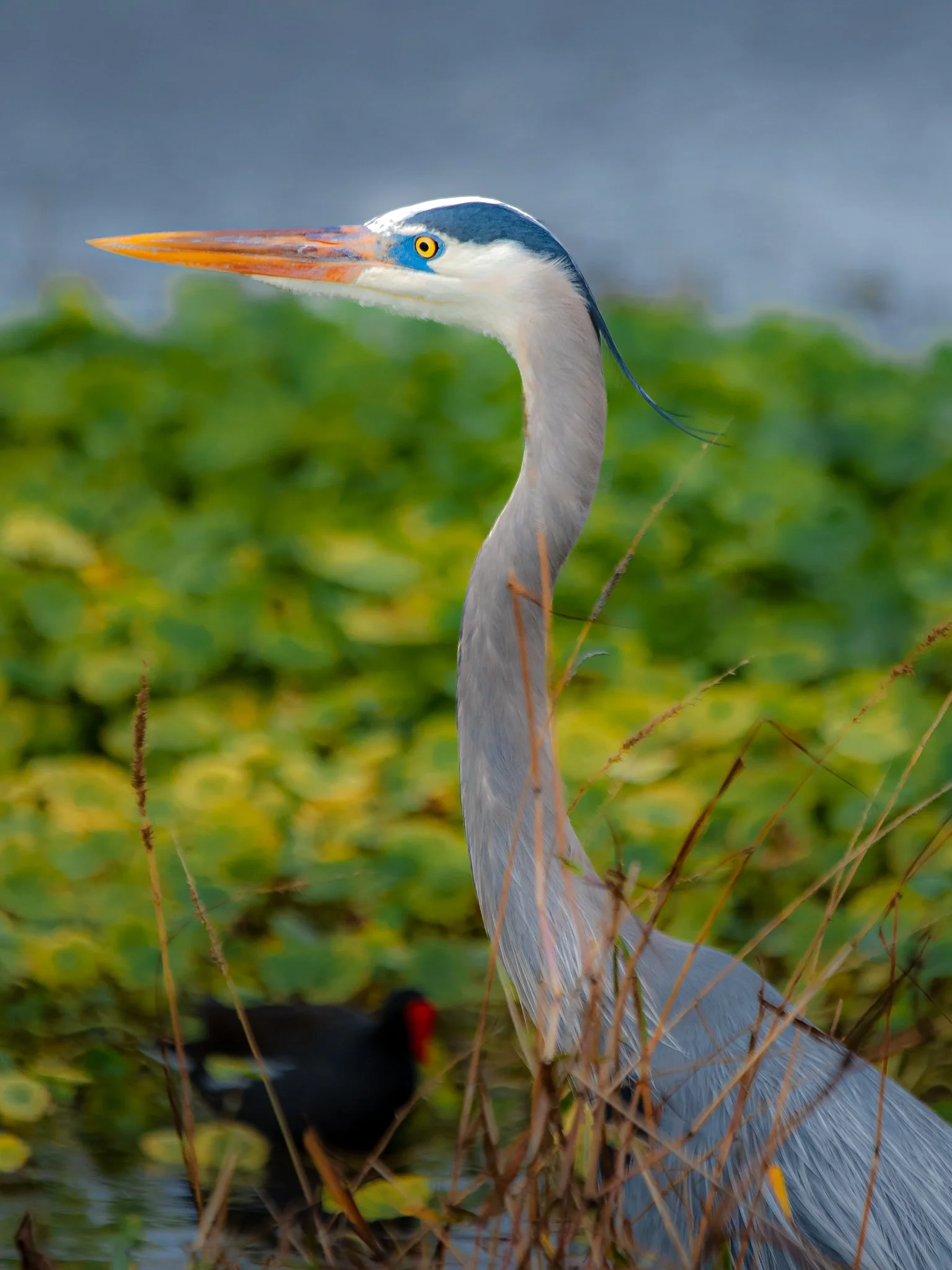 great blue heron-2.jpg