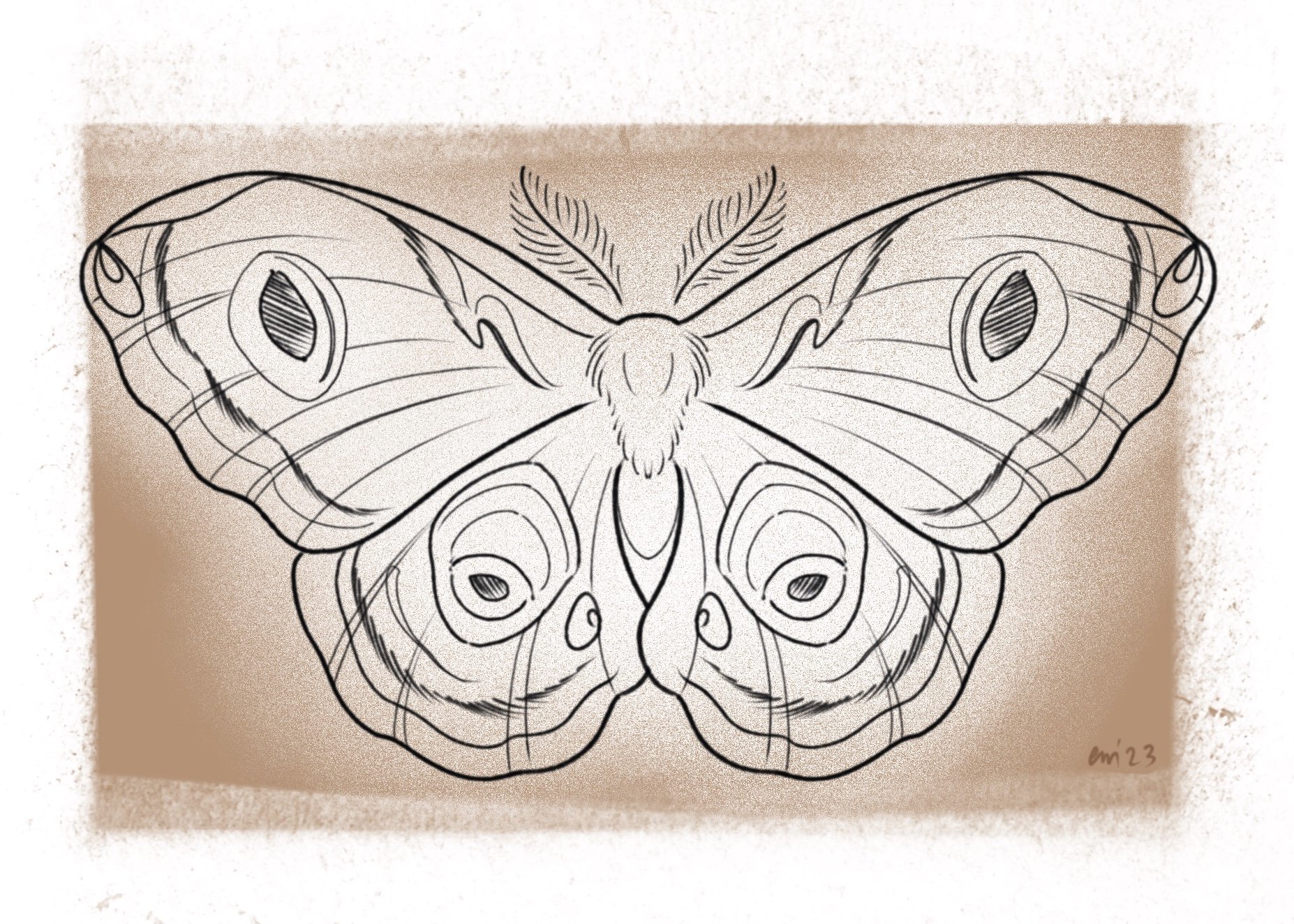 Polyphemus Moth