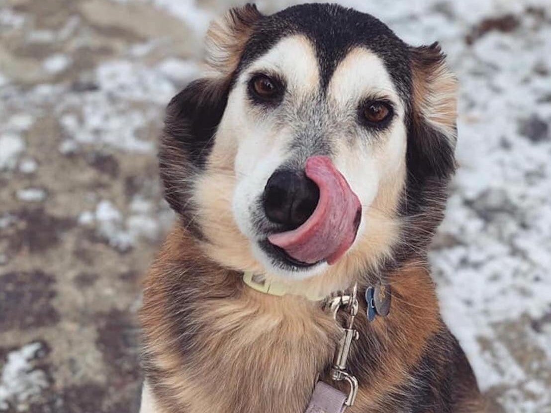 Woodbury, MN Dog Walking and Pet Sitting — Twin Cities Pets Dog