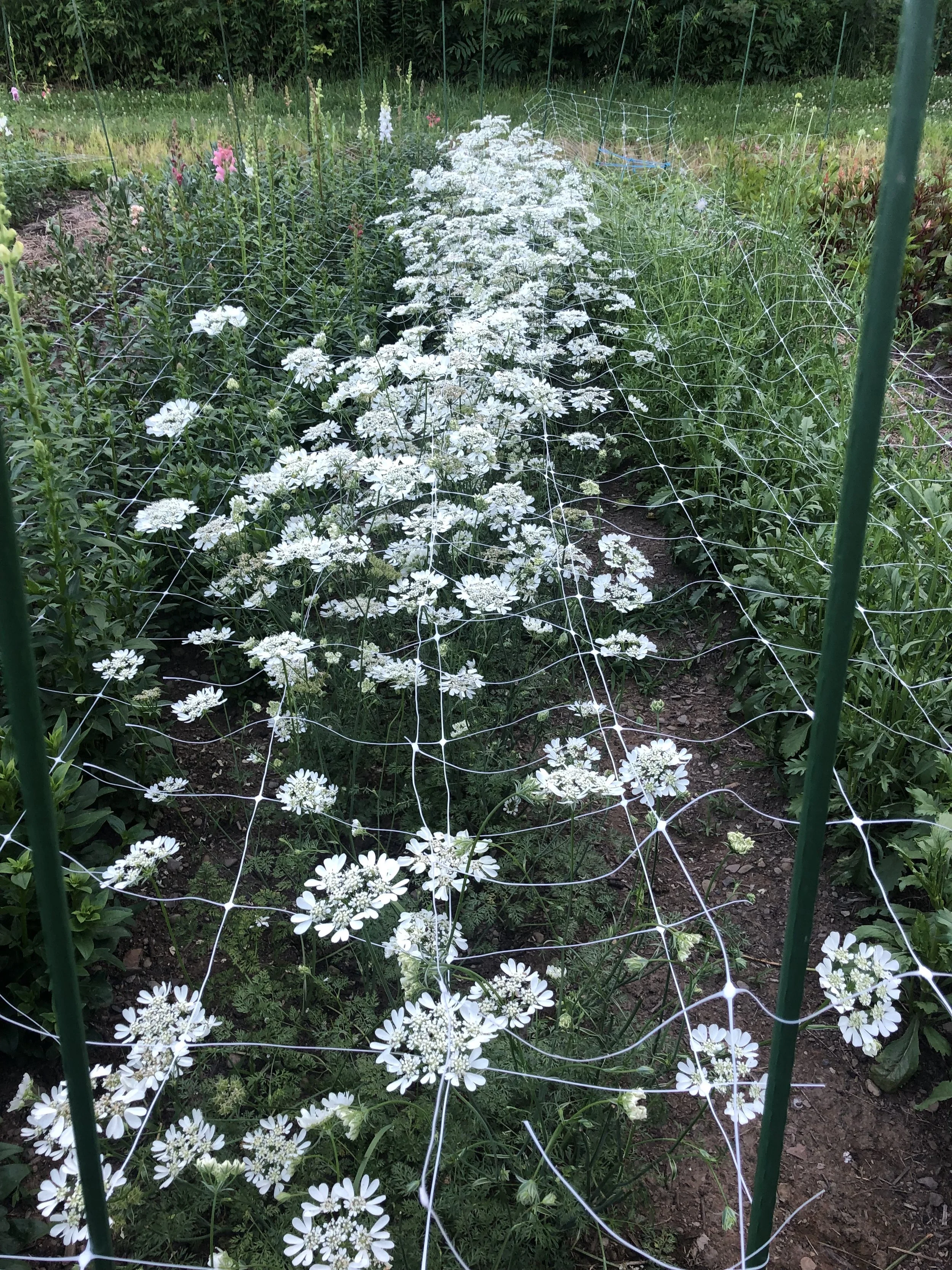 White flowering plants growing in a garden bed covered with gardening netting supported by green stakes.