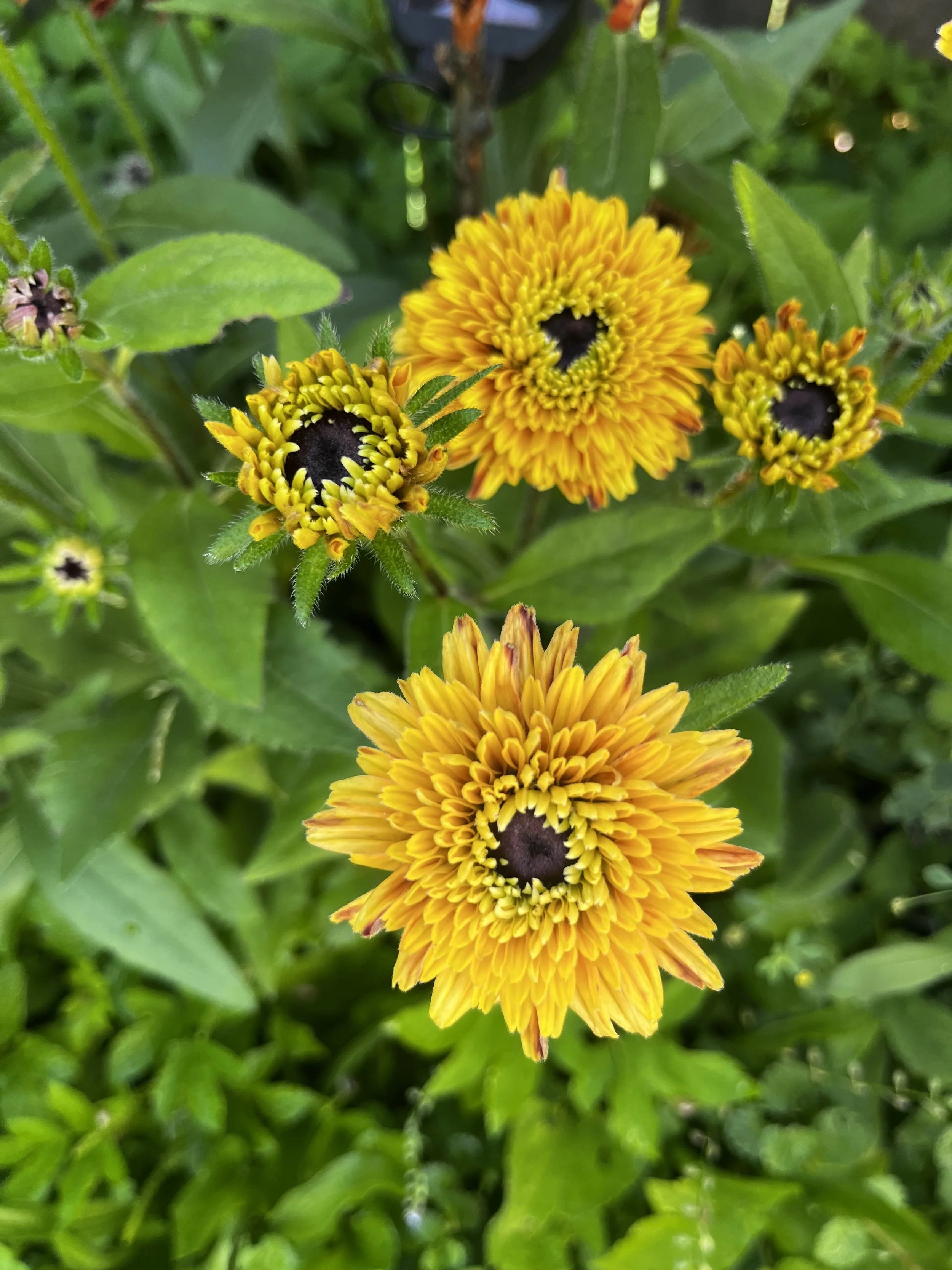 Rudbeckia Sahara