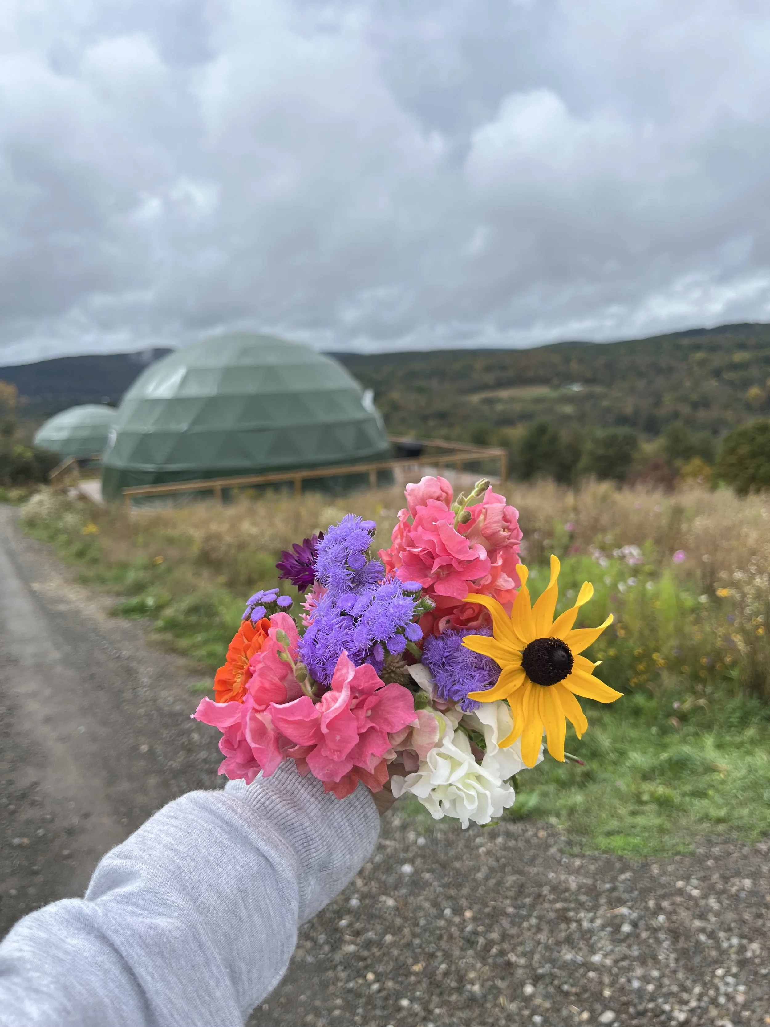Person holding a colorful bouquet of pink, purple, orange, white, and yellow flowers outdoors, with geodesic domes and hills in the background under cloudy skies.