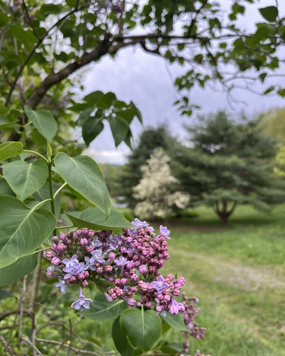 Our lilacs are just starting to bloom and the magnolia is in full bloom in the background!! 😍

#magnolia  #magnoliatree #lilac #lilacseason #springflowers