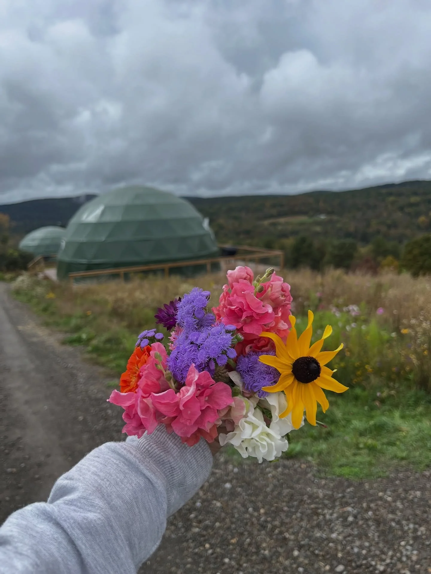 A bouquet of blooms! @thenorthstarfarm