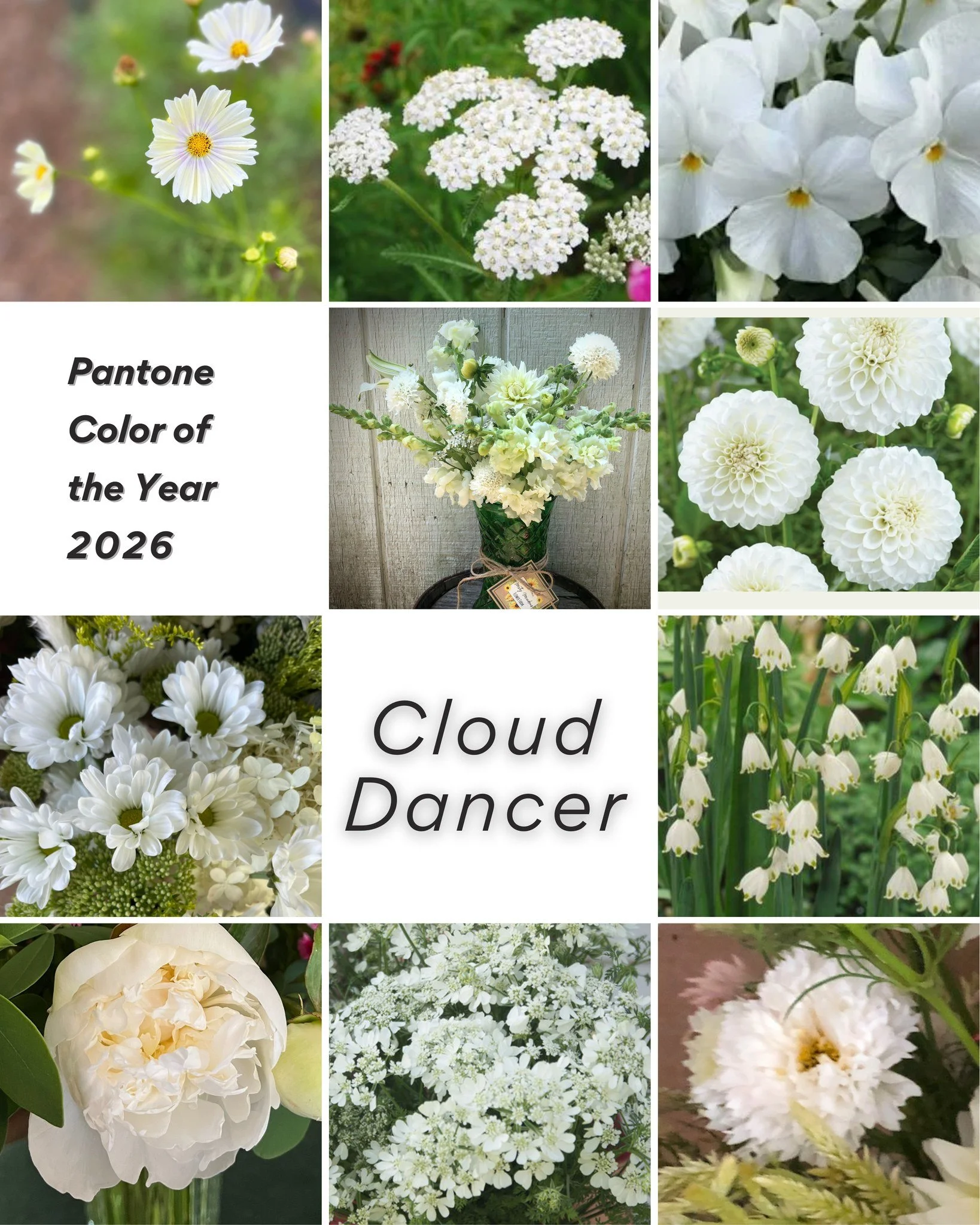 "The Pantone Color of the Year 2026, PANTONE 11-4201 Cloud Dancer, is a key structural color whose versatility provides scaffolding for the color spectrum, allowing all colors to shine. In a world where color has become synonymous with personal 