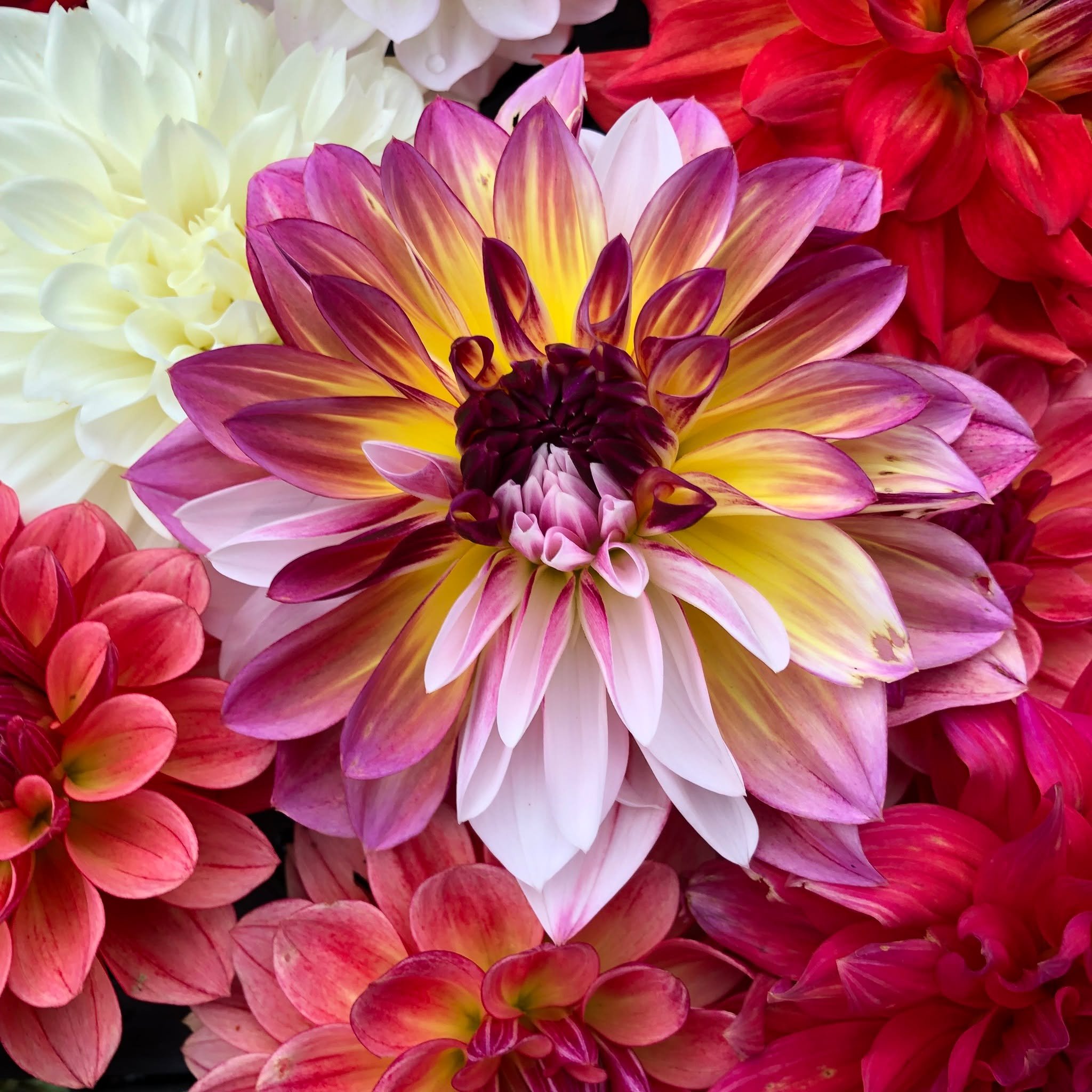 One of my favorite and truly unique flowers that I have been growing since I started my business is the dahlia. My mother gave me my first tuber, called Caribbean Fantasy. It produces beautifully colored, multi-petaled blooms in shades of cream, peac