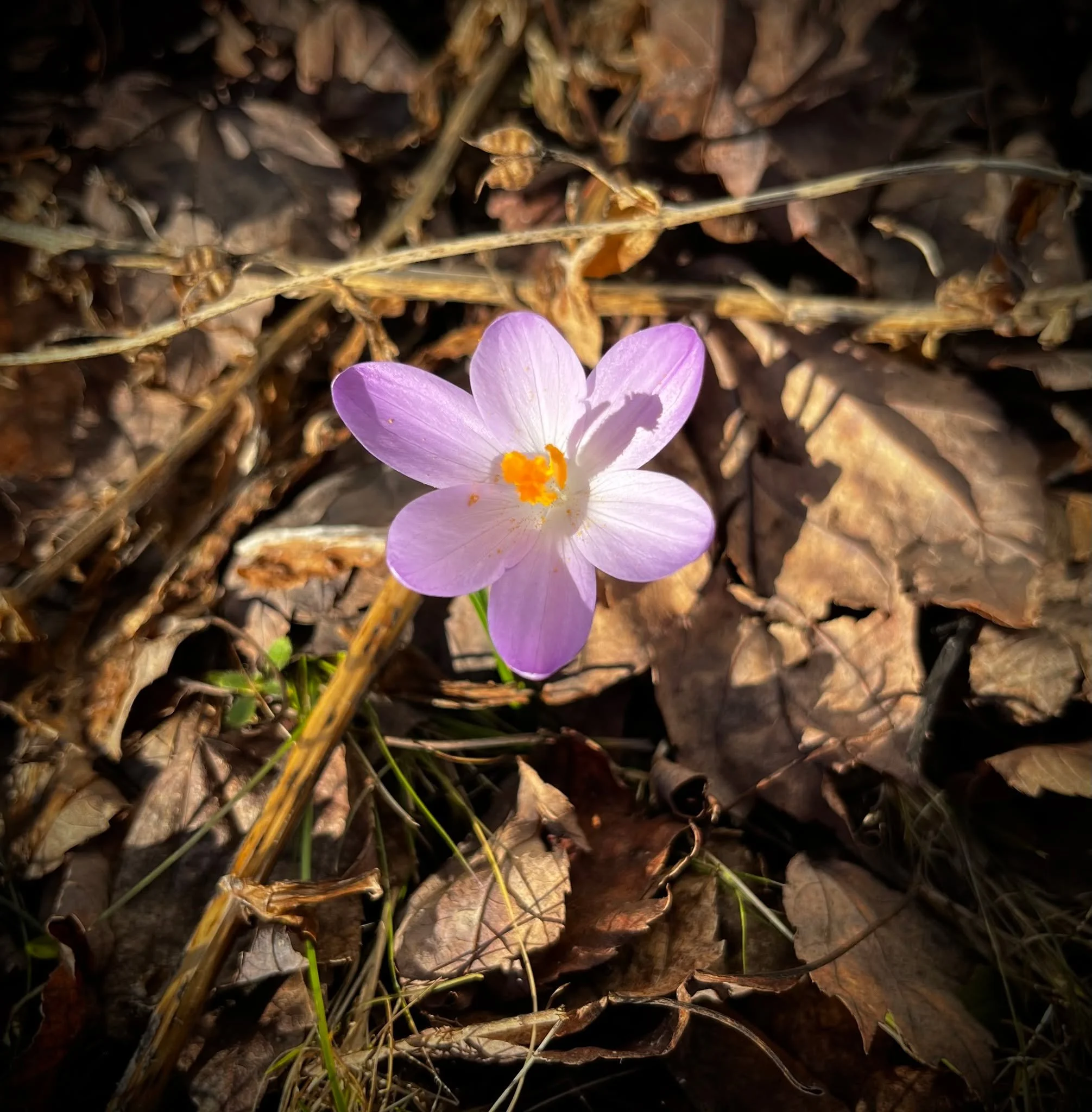 I know colder weather will return, but can we just pay homage to the first little harbingers of spring?
