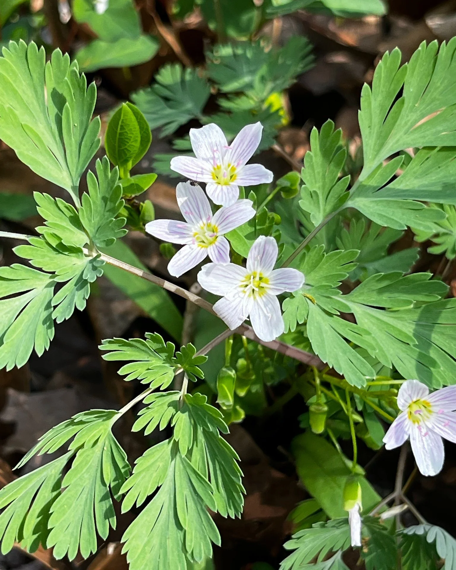 Got a nice break from cold NY weather today. Currently 84&ordm; in Shepherdstown, West Virginia. Soaked in the sun and heat while Cali and I walked the towpath, so much fun! Saw all these little cute flowers exploring today. 

#shepherdstownwv  #wild