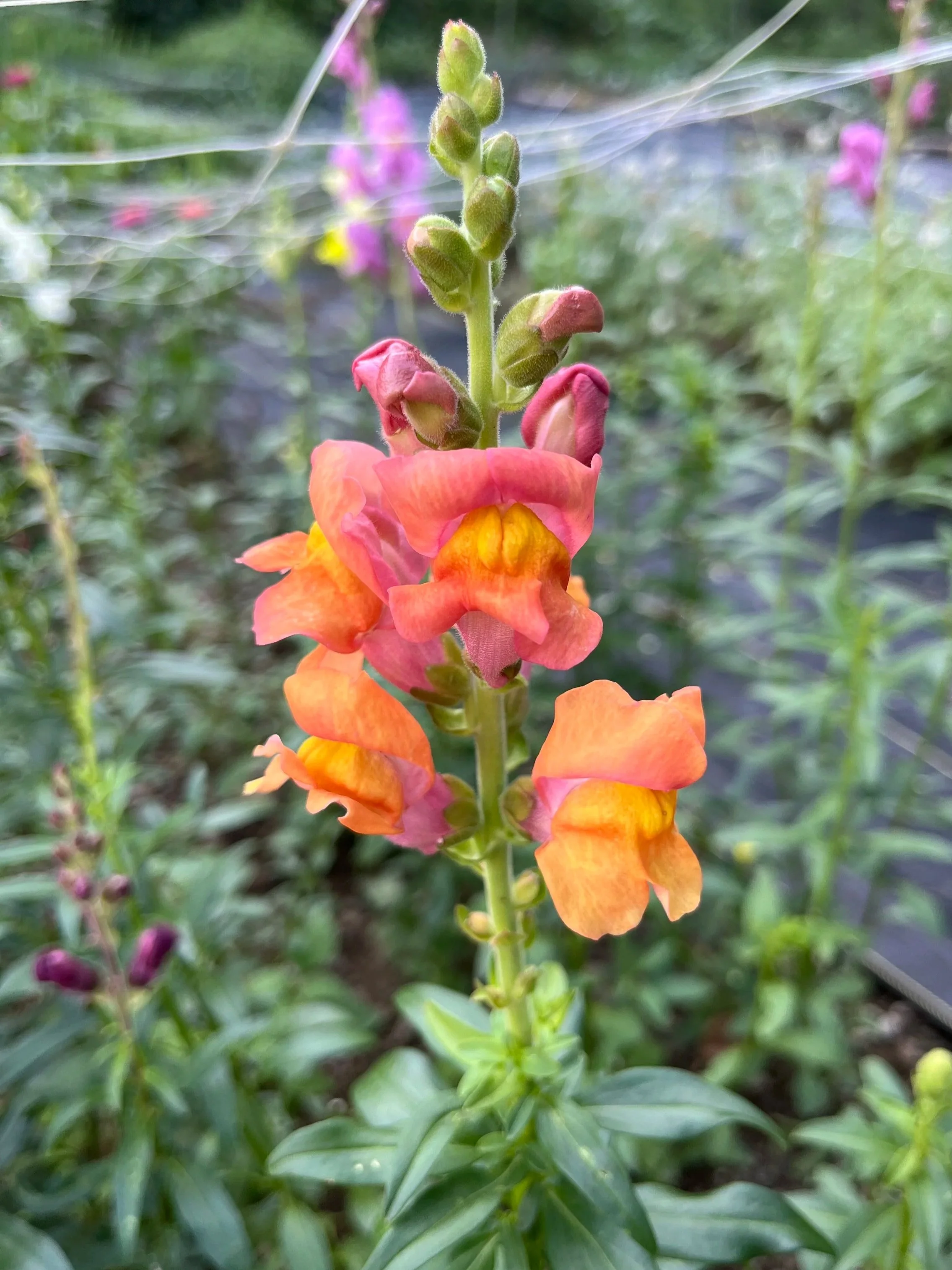 Snapdragons