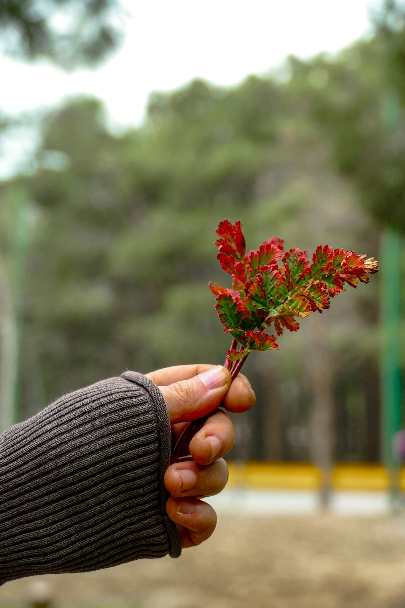 Friday Floriography