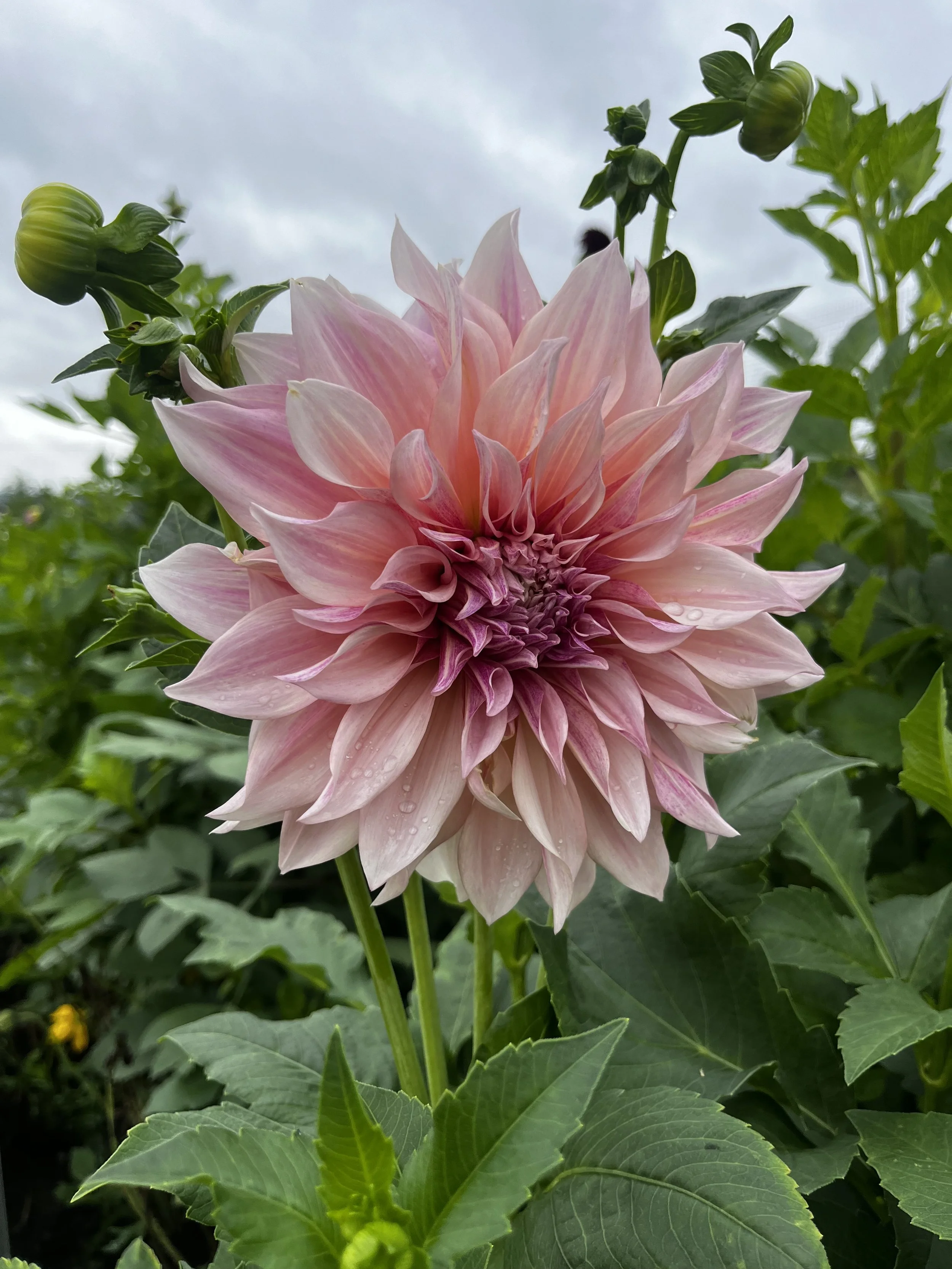 Friday Floriography: Dahlia