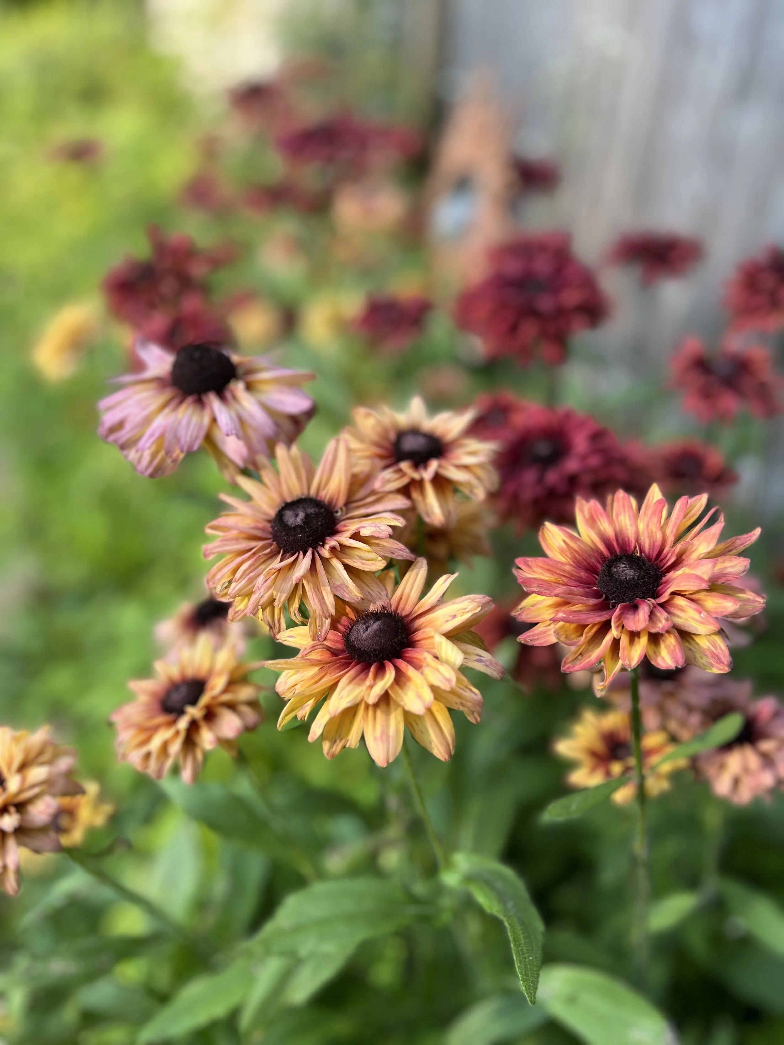 Friday Floriography: Rudbeckia