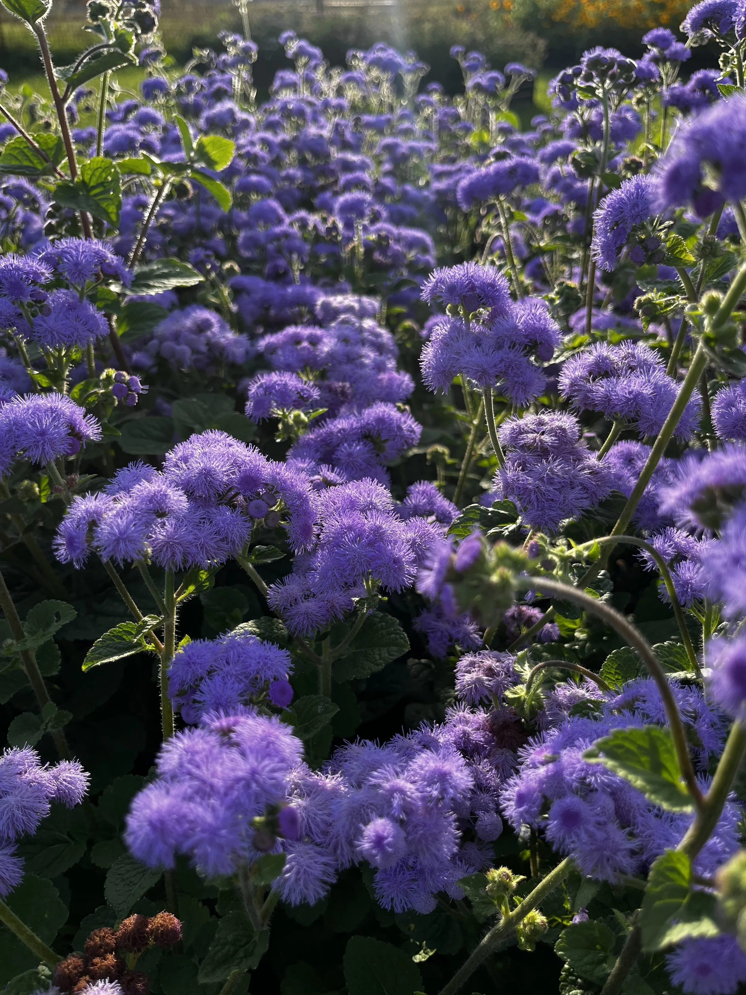 Friday Floriography: Ageratum