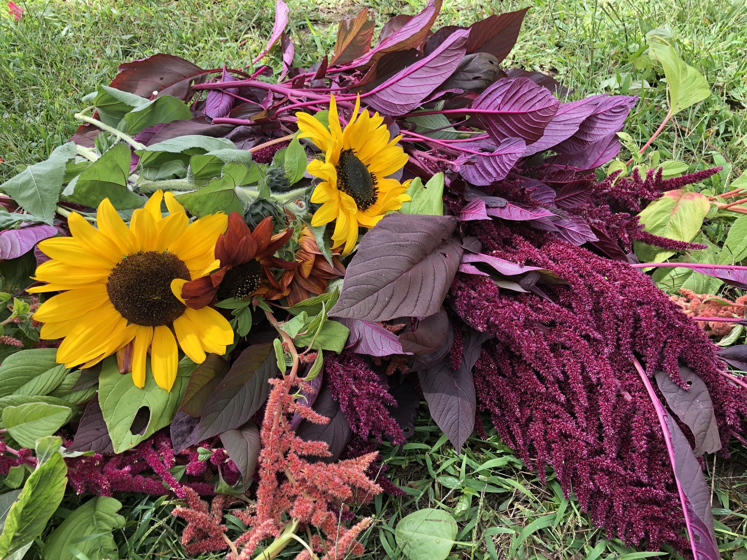Friday Floriography: Amaranth