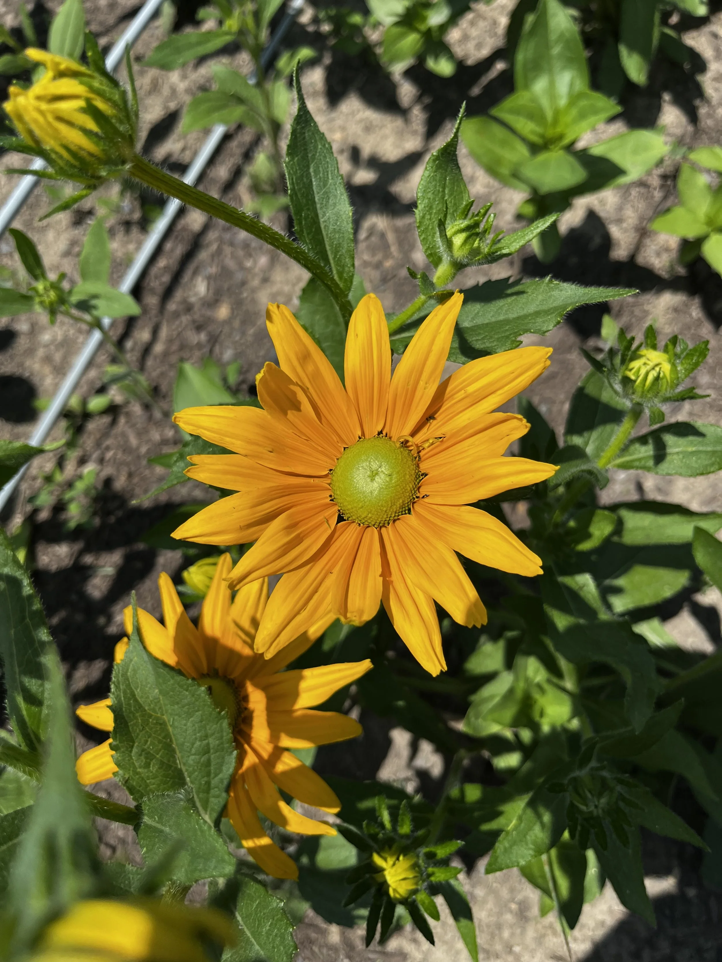 Rudbeckia