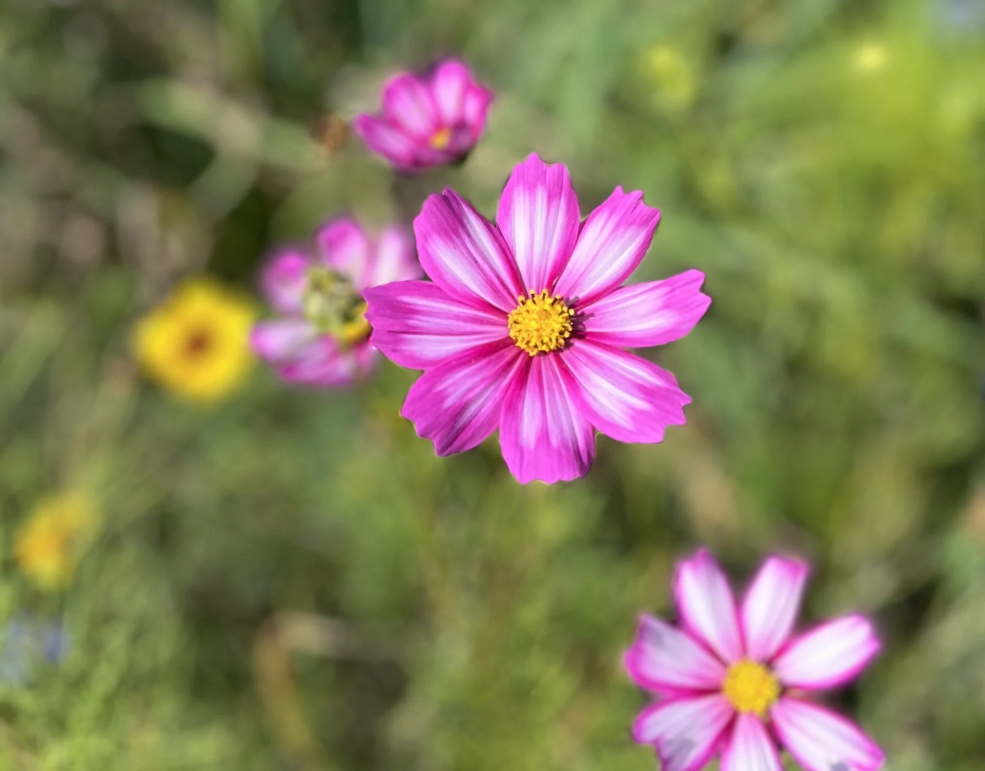 Cosmos