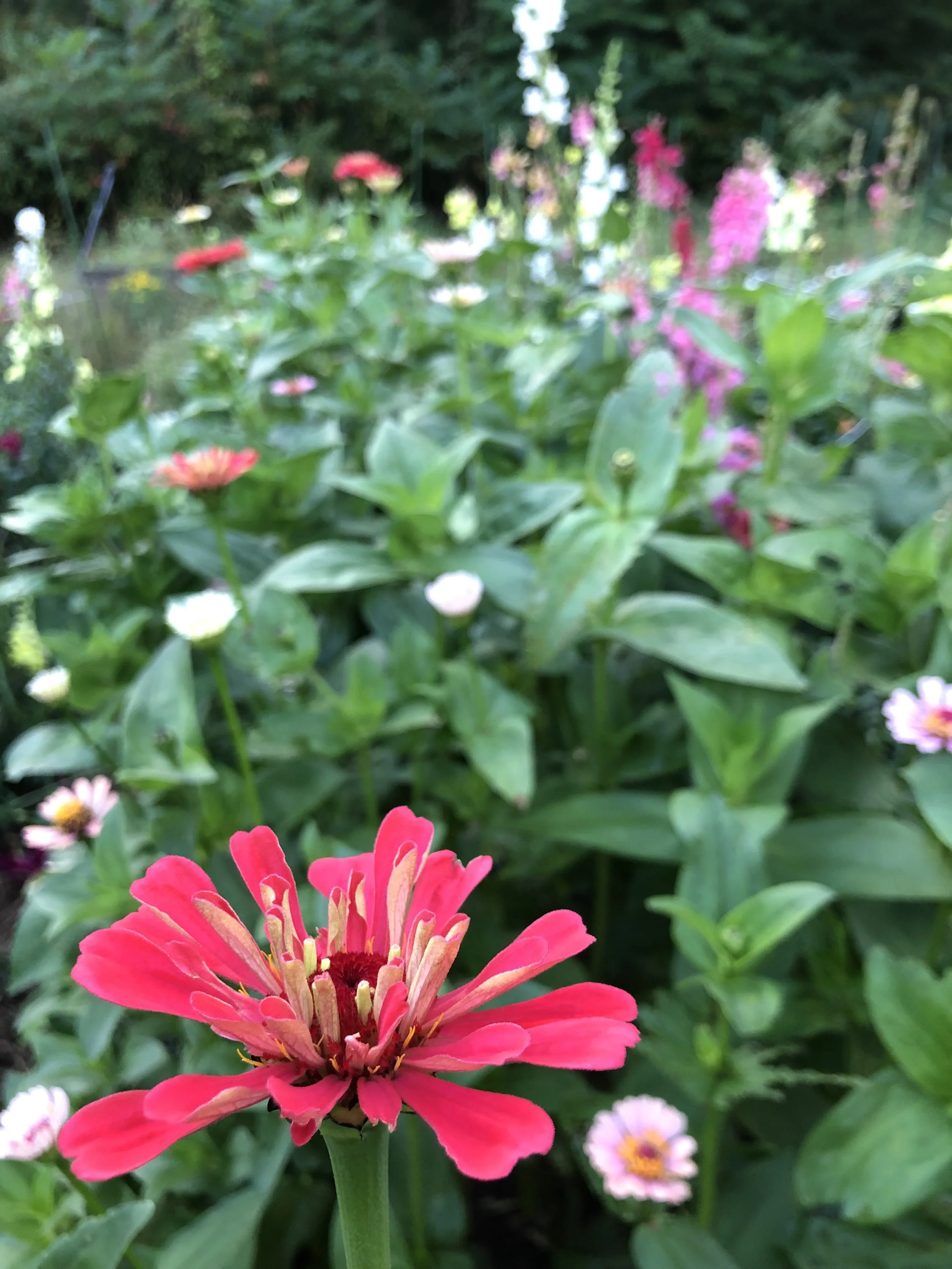 Close-up of a pink zinnia flower in a vibrant garden with various green plants and flowers in the background.