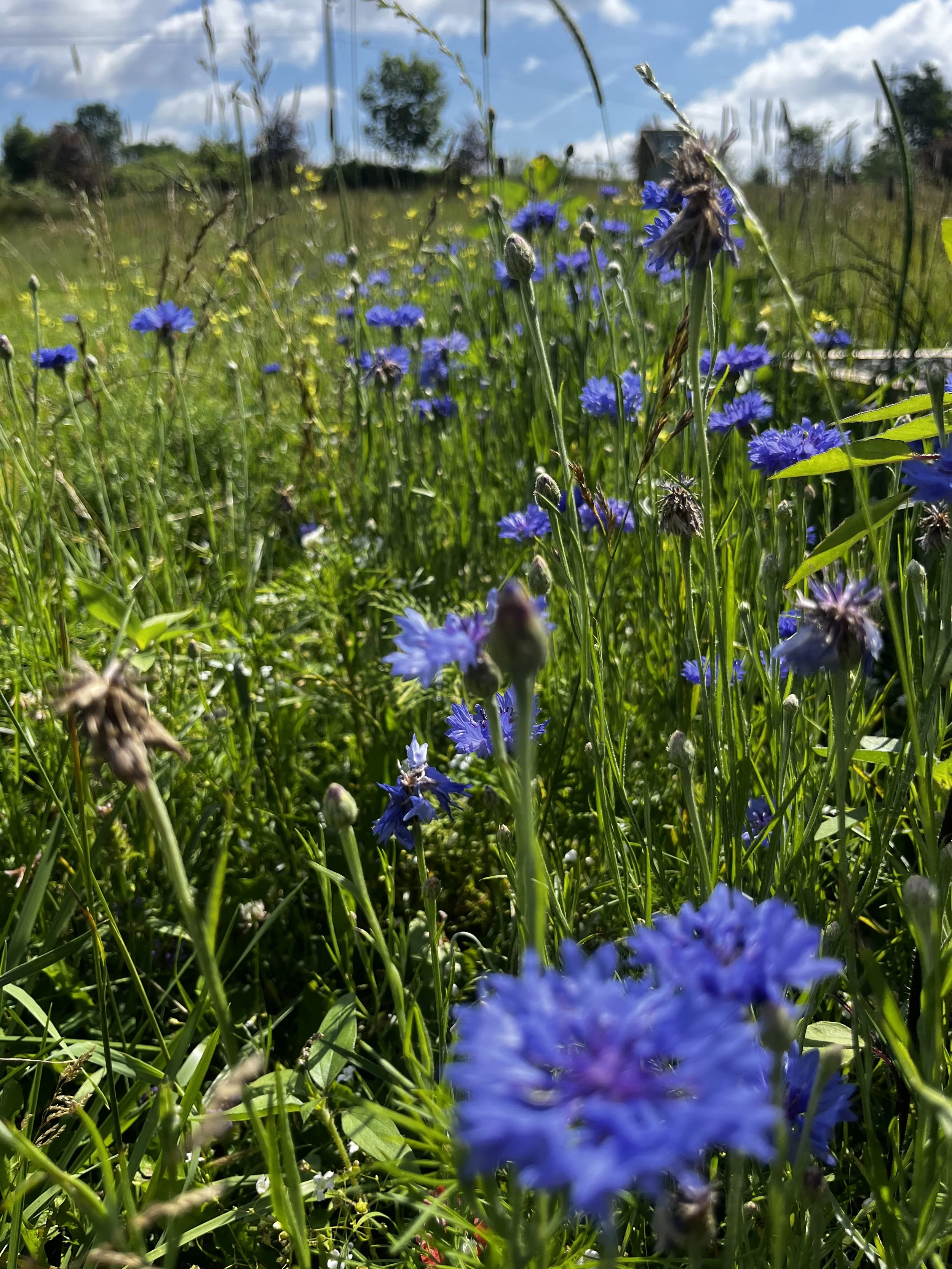 Bachelor Buttons, aka Cornflower