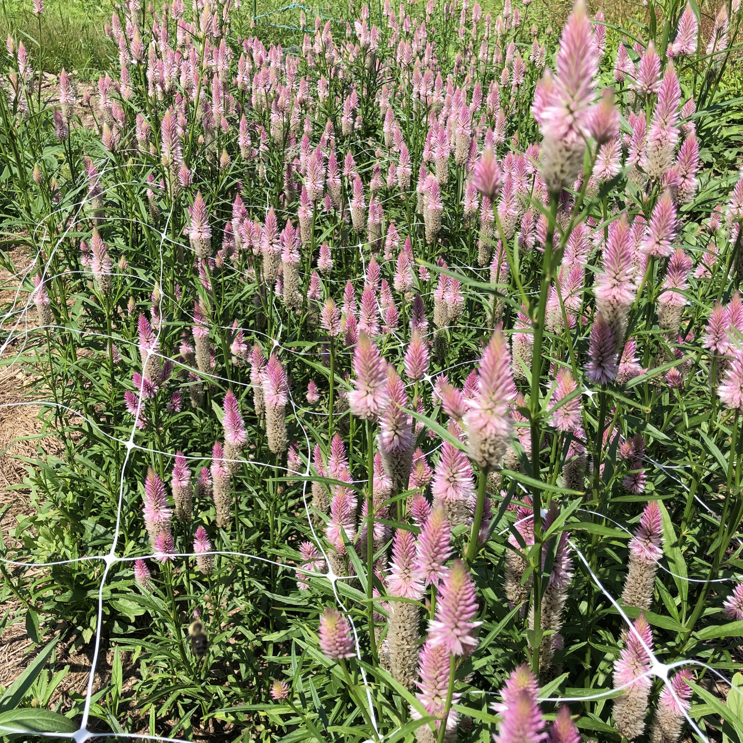 Pink and white flowering plants, likely Celosia, growing in a garden with green foliage and a protective white wire fence.