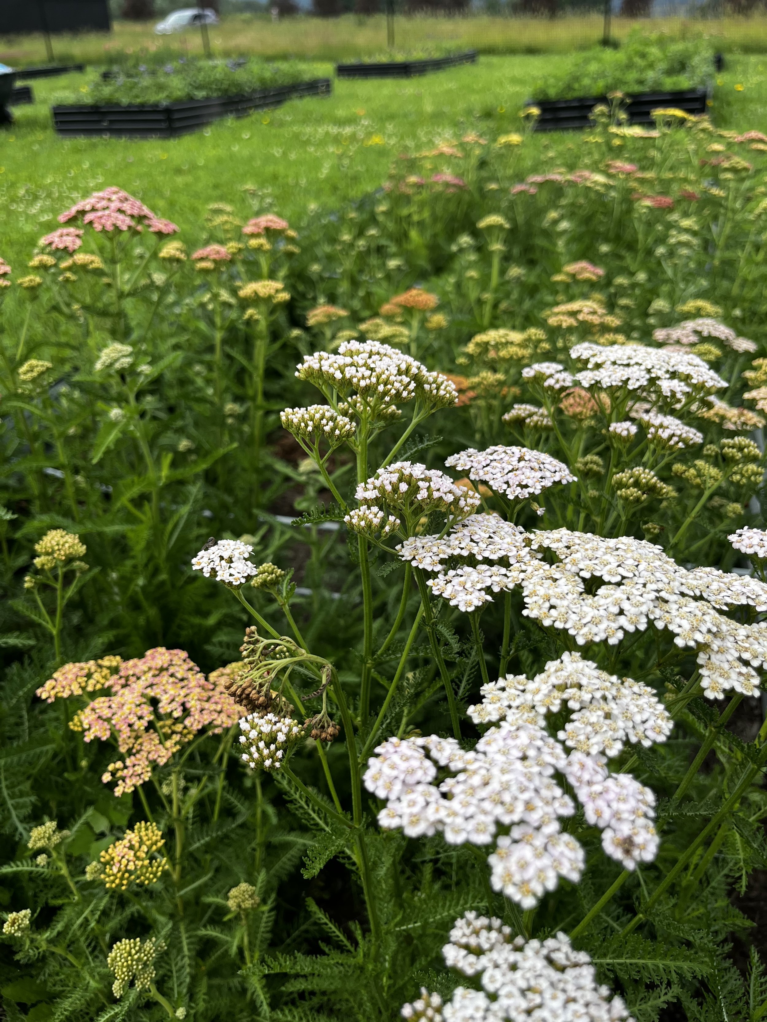 Yarrow