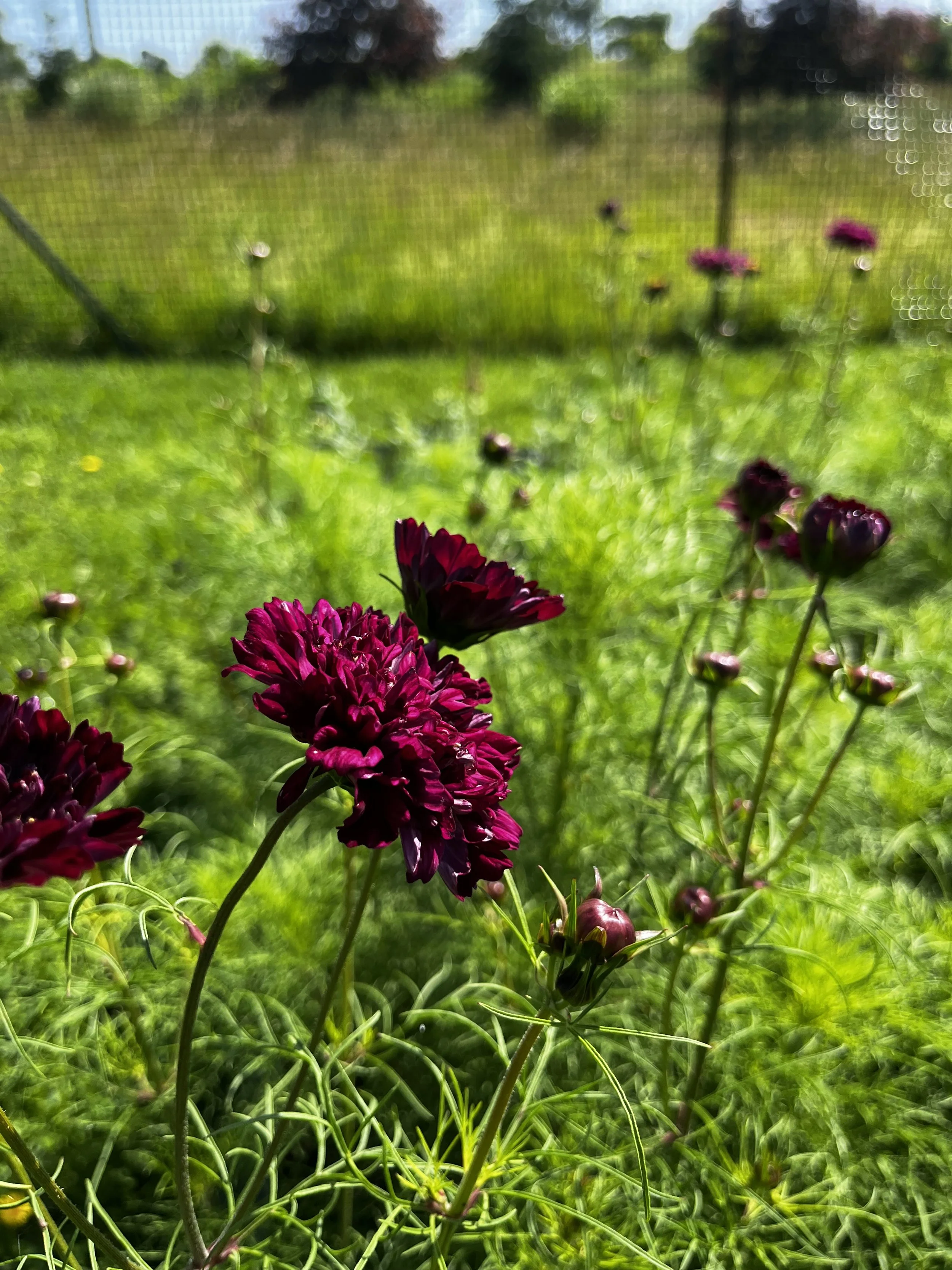 Cosmos