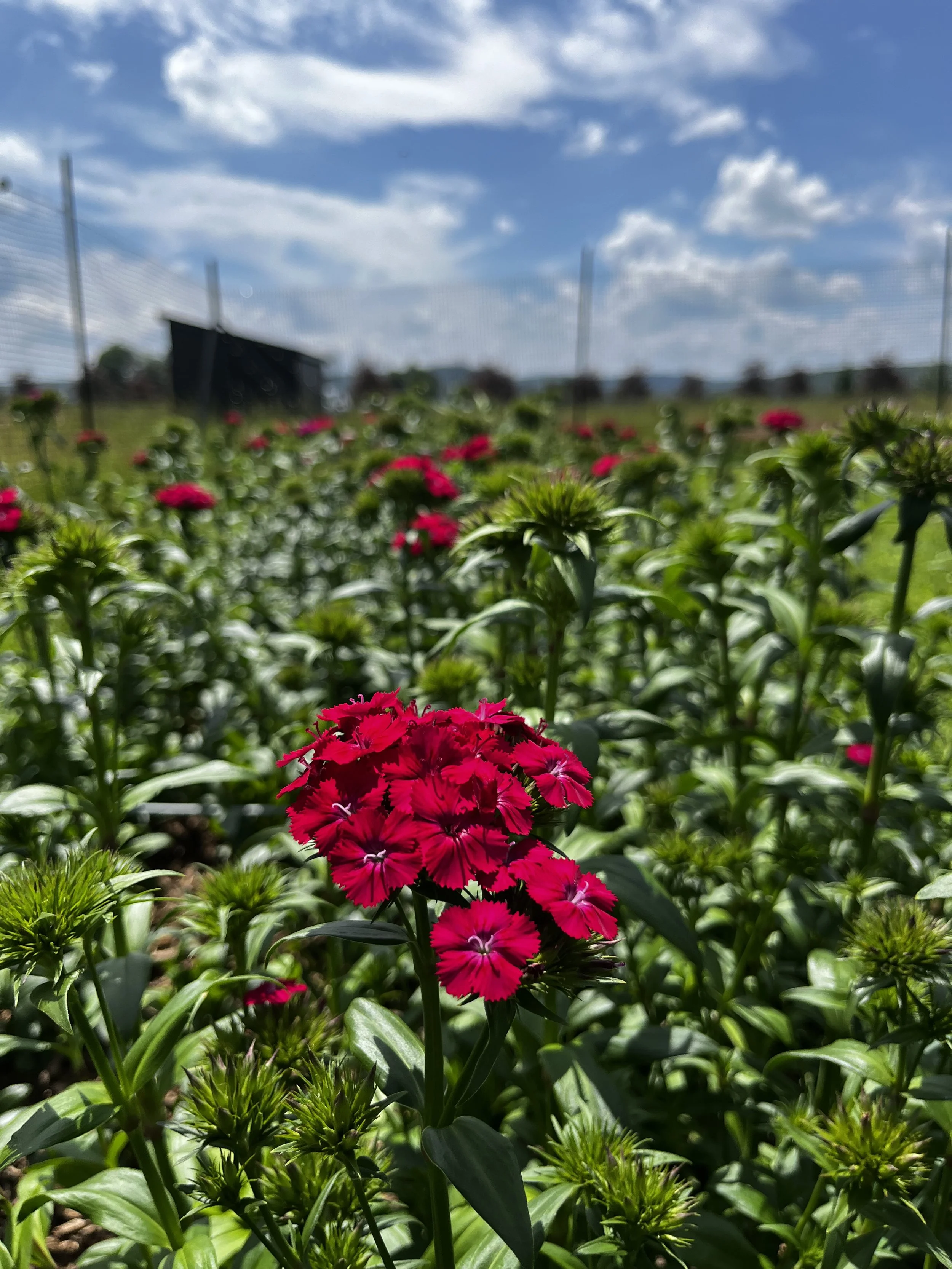 Dianthus Amazon Neon Duo, aka Sweet William