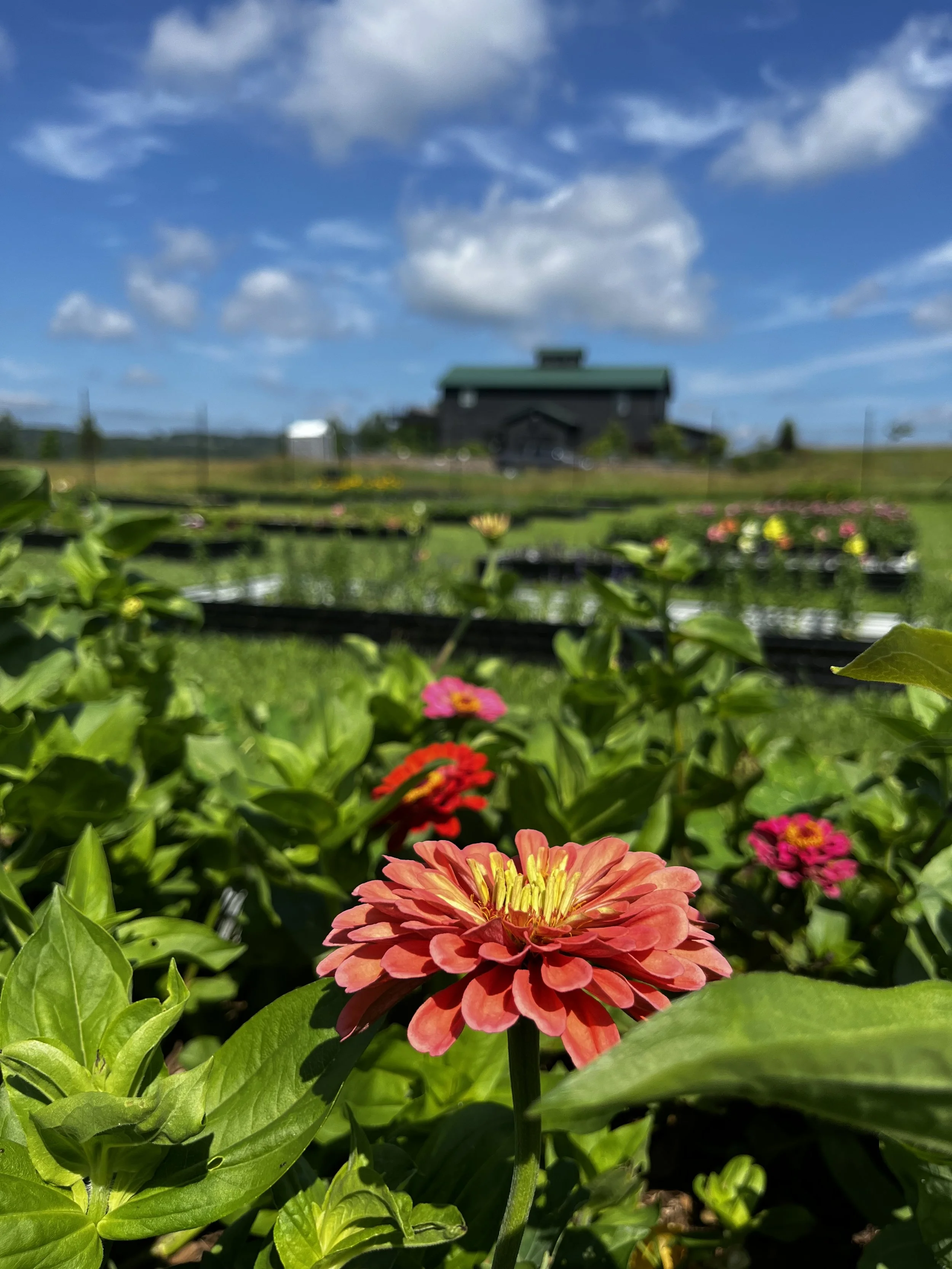 Zinnias