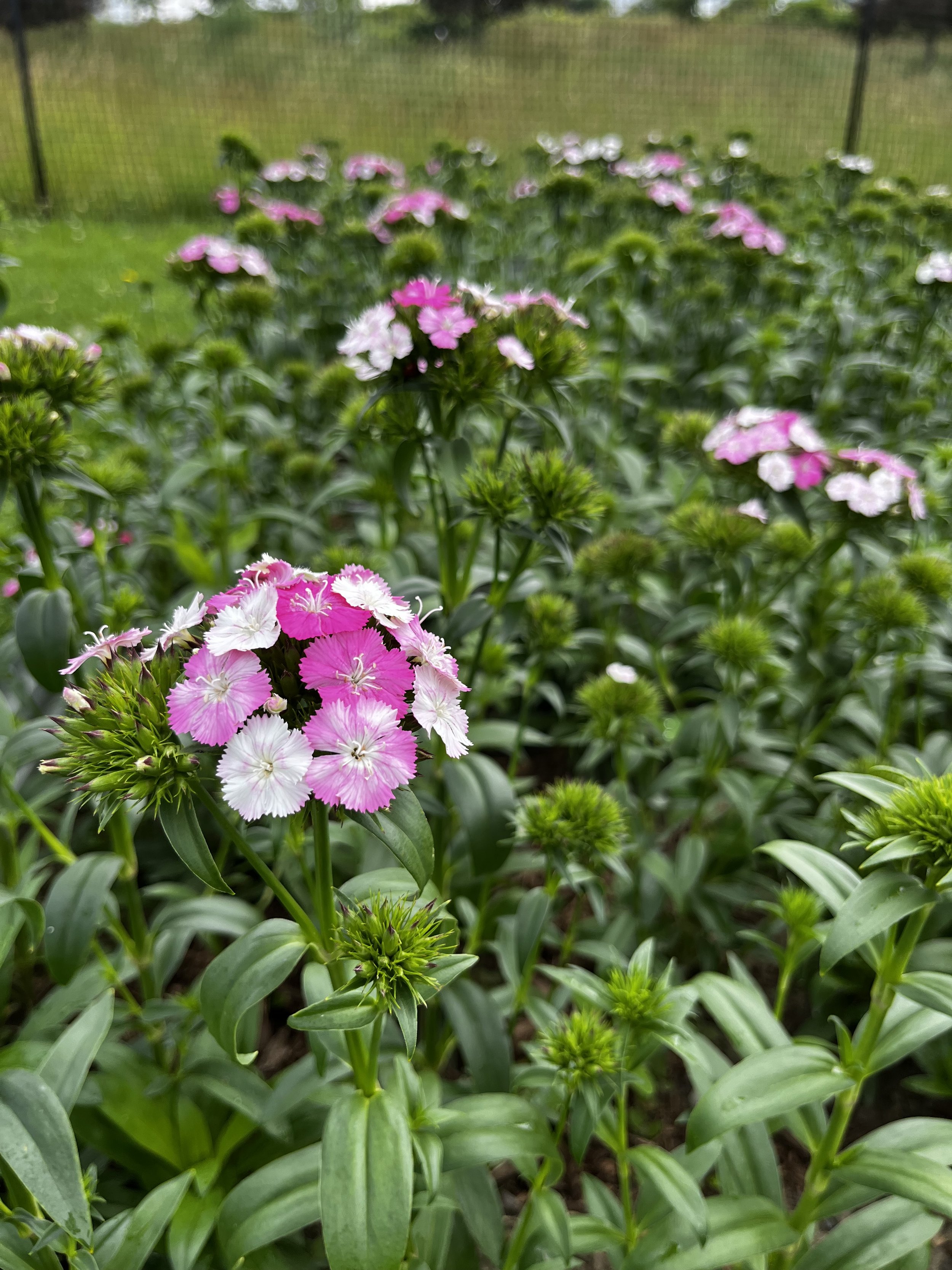Dianthus, Sweet William